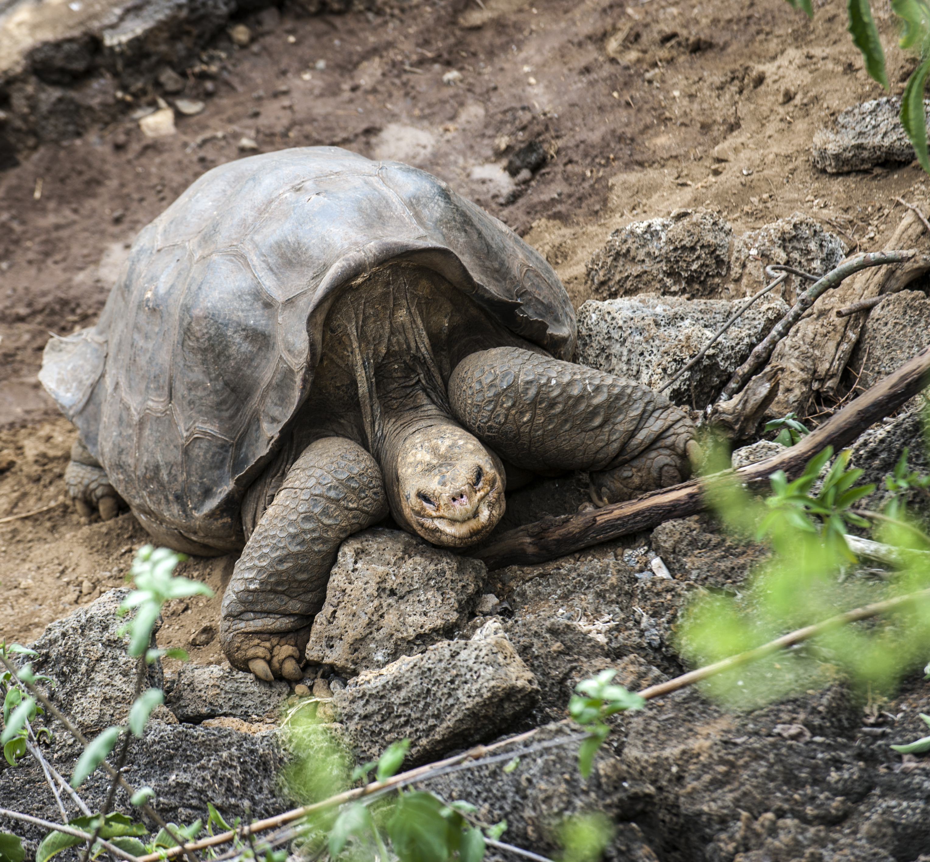 Galapagos Tortoise