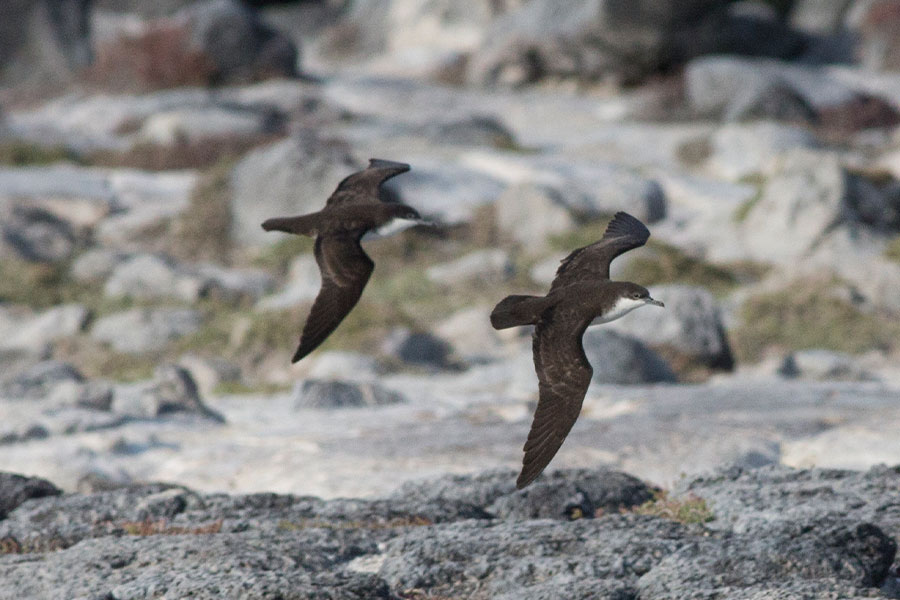 galapagos birds