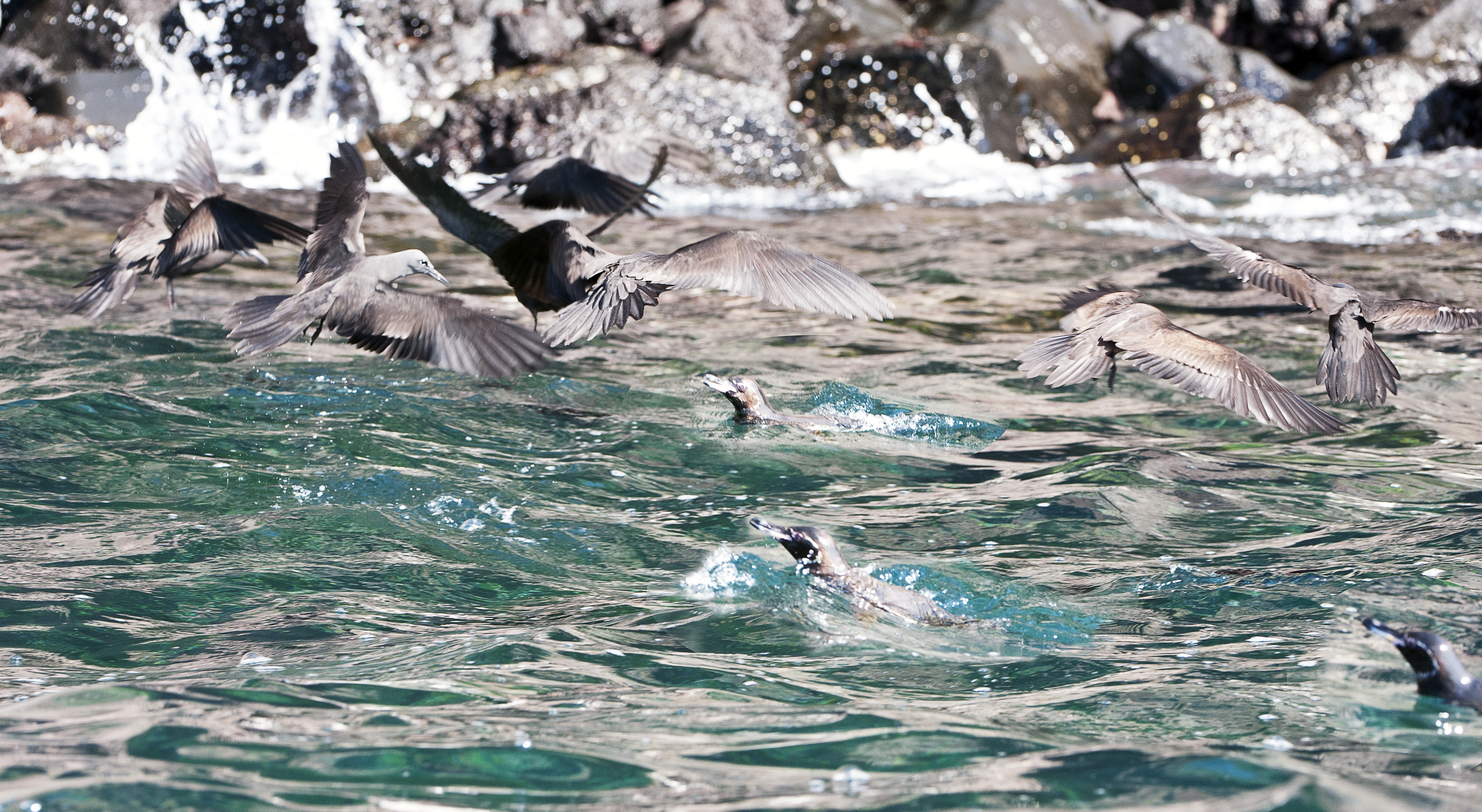 penguins-and-noddies-feeding-frenzy