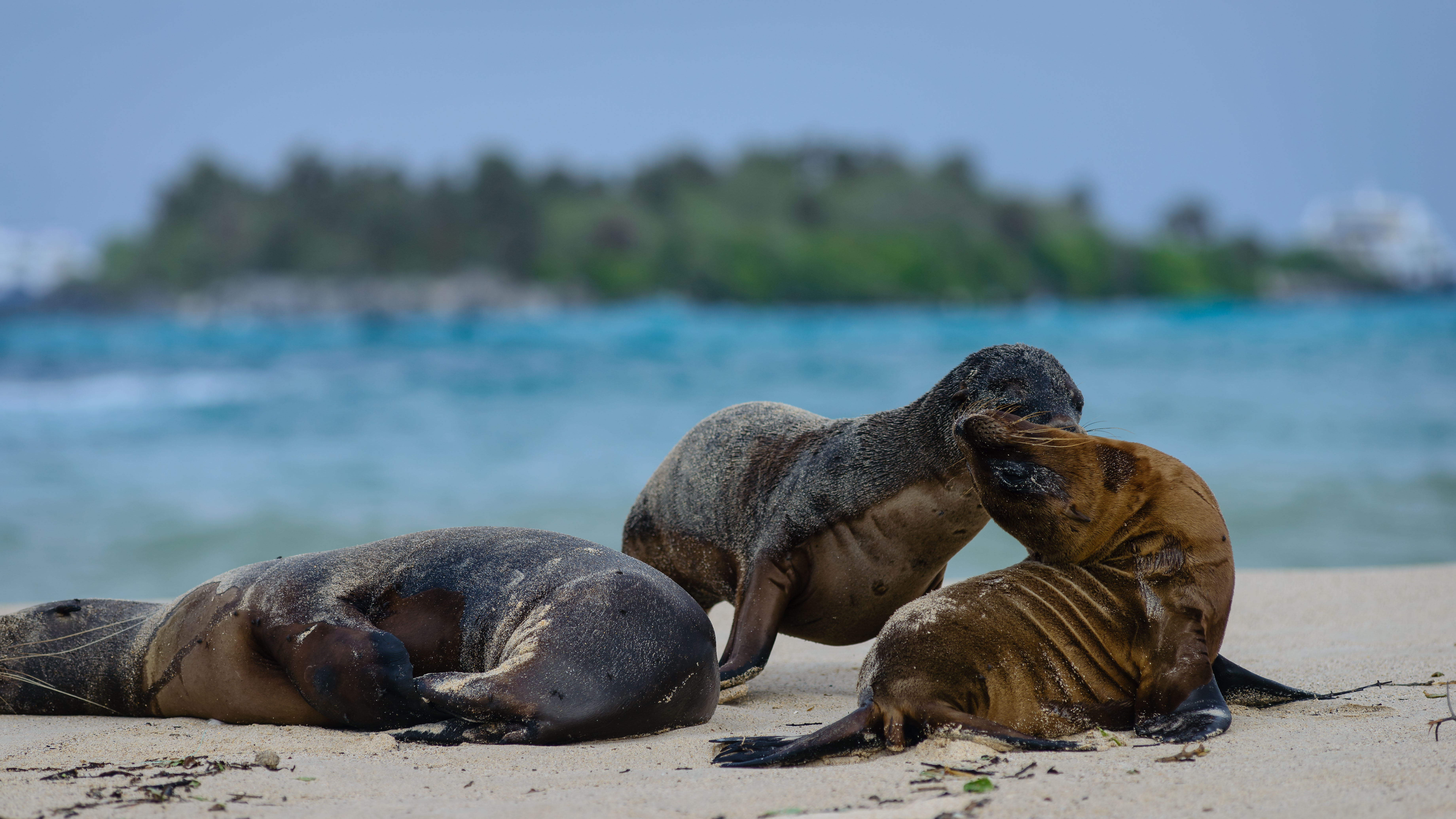 sealions-playing-santa-fe-island