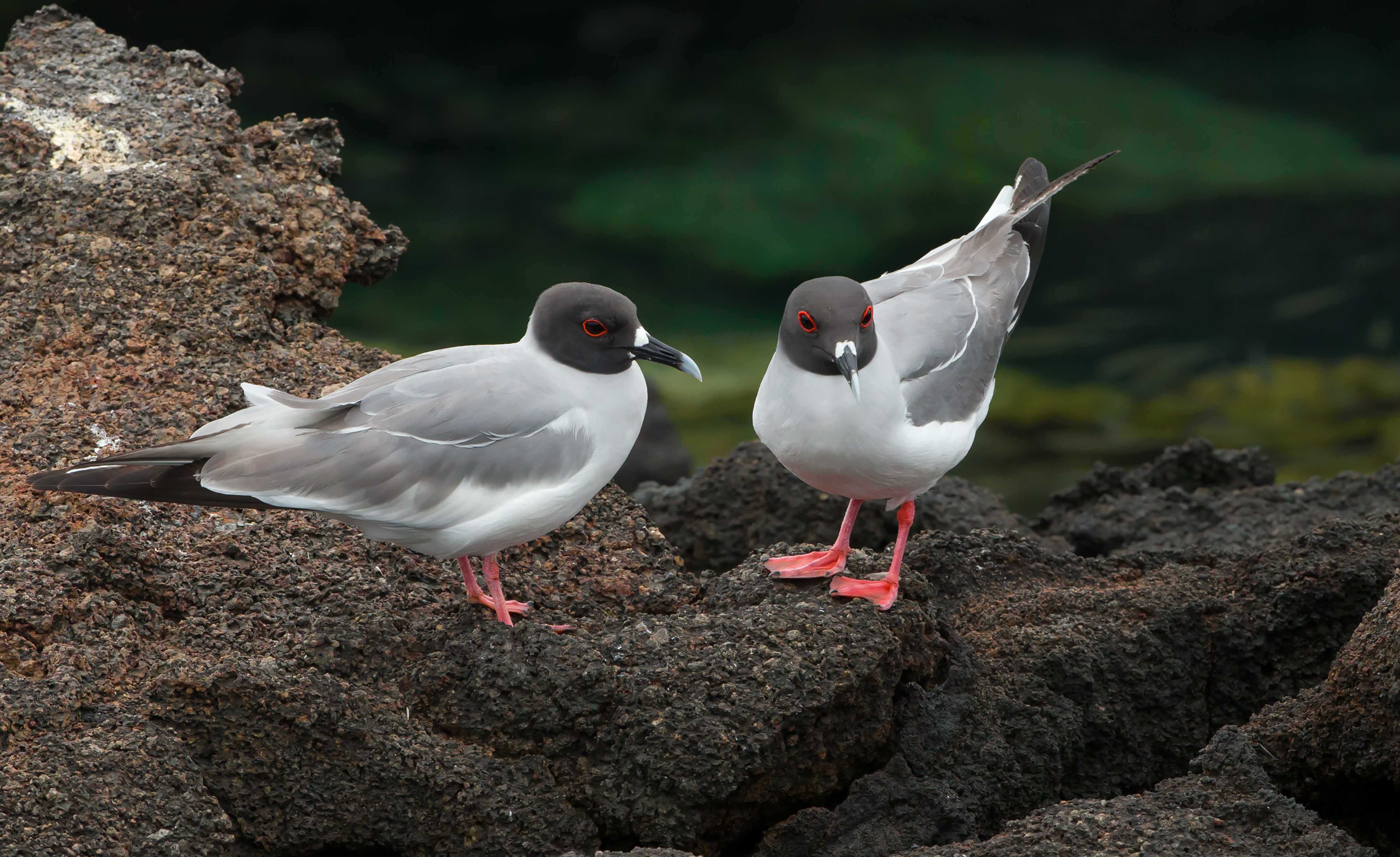 galapagos birds