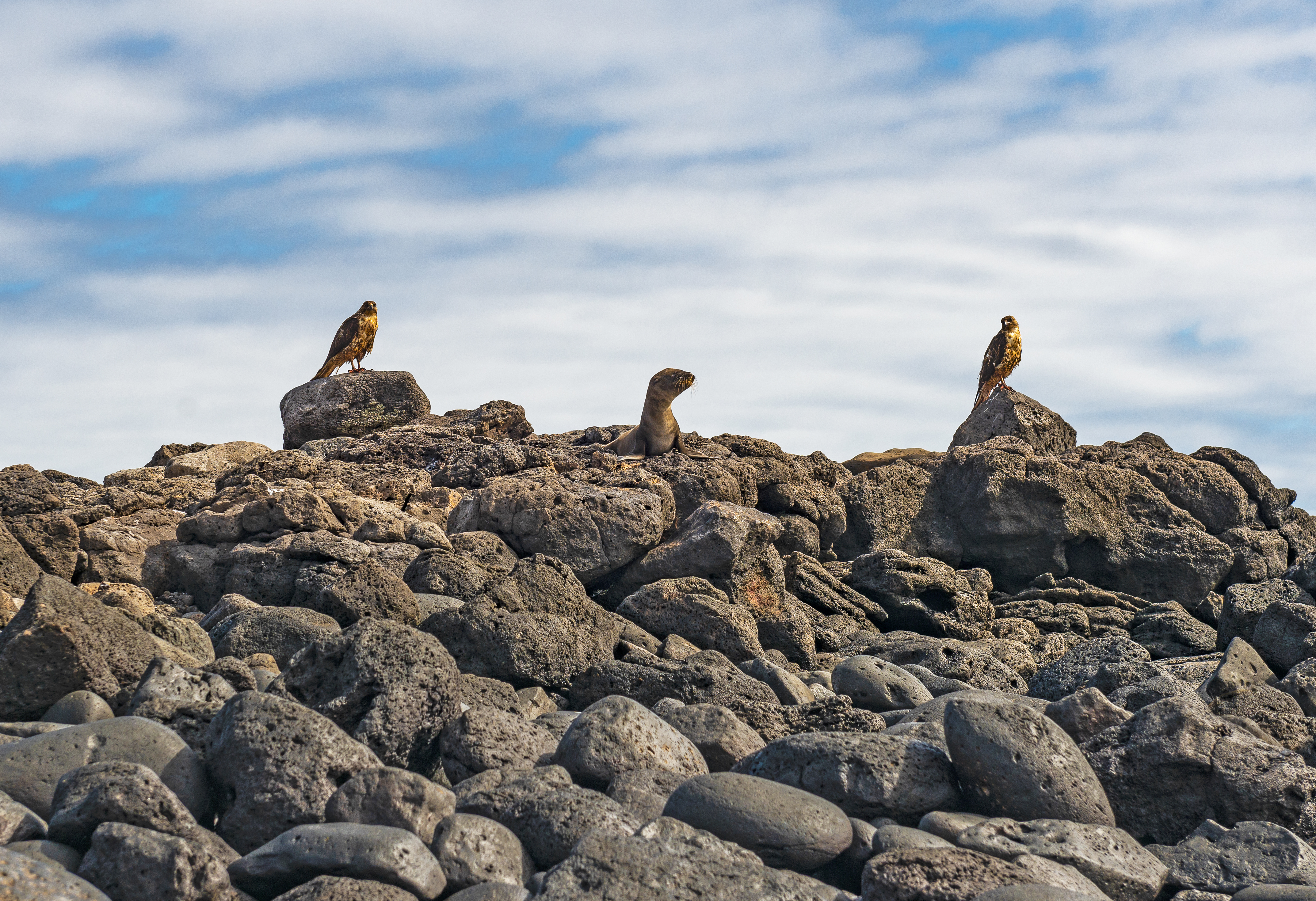 galapagos birds
