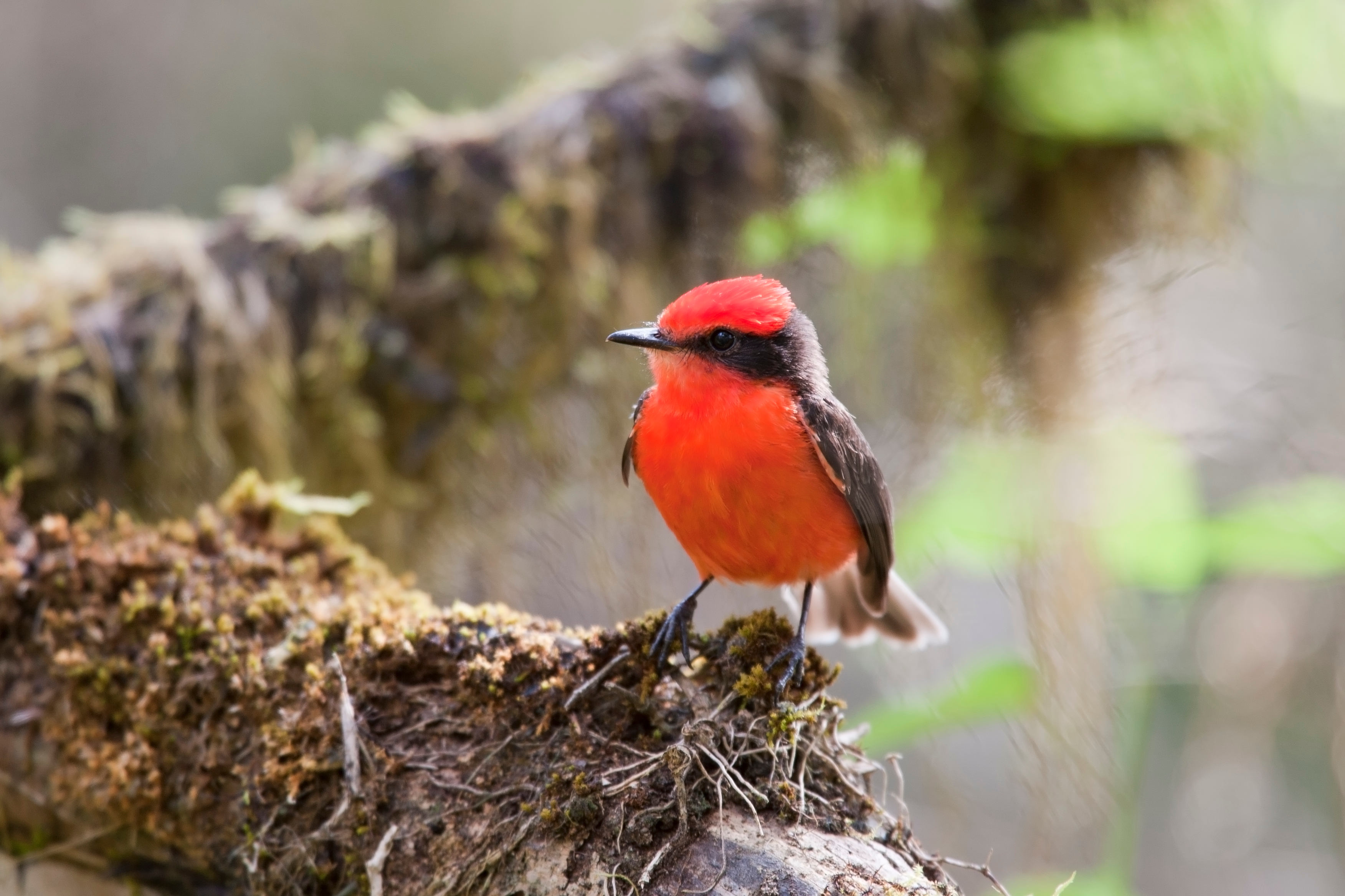 galapagos birds