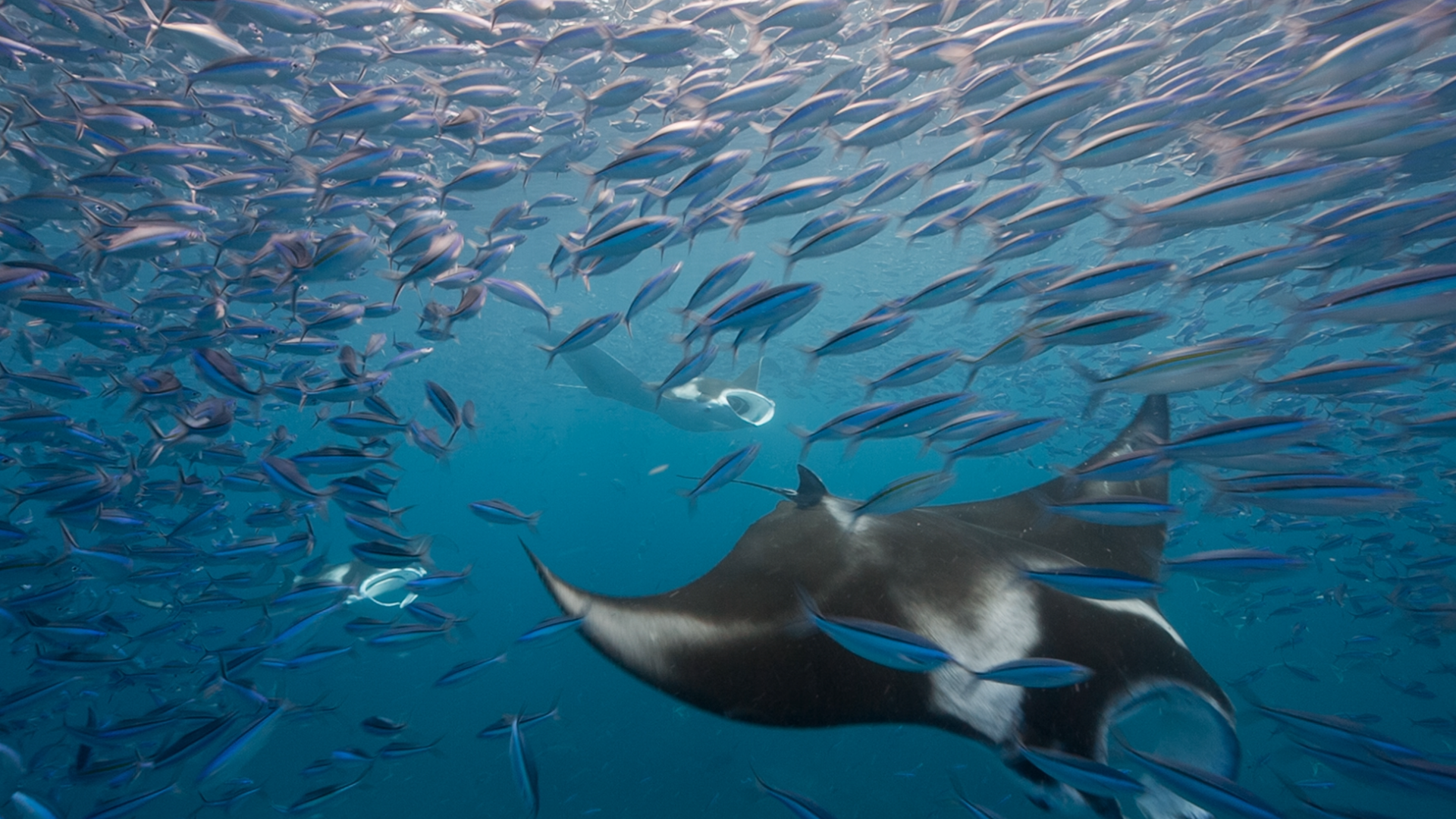 Manta Ray