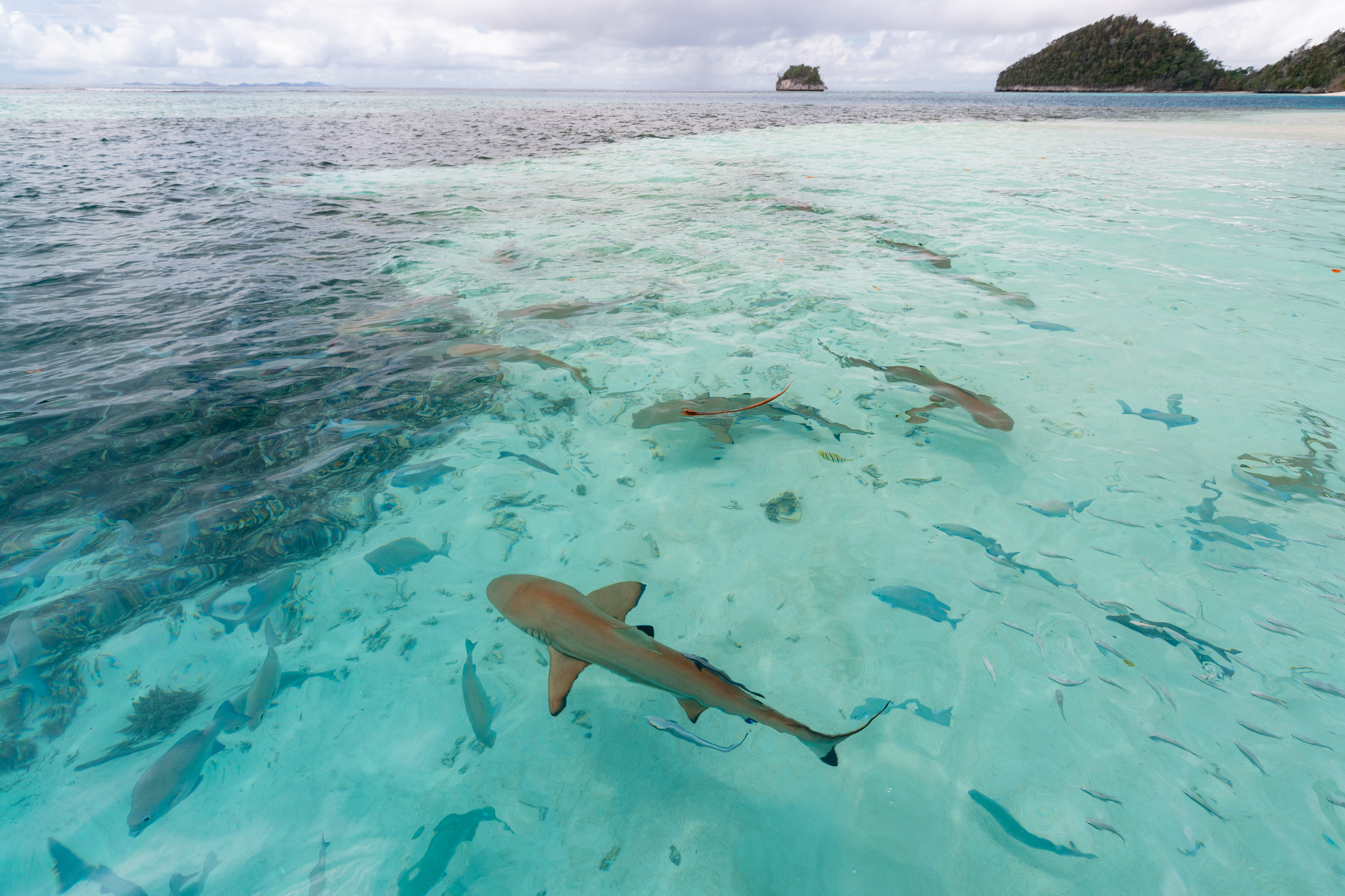 aqua blu shark sightings