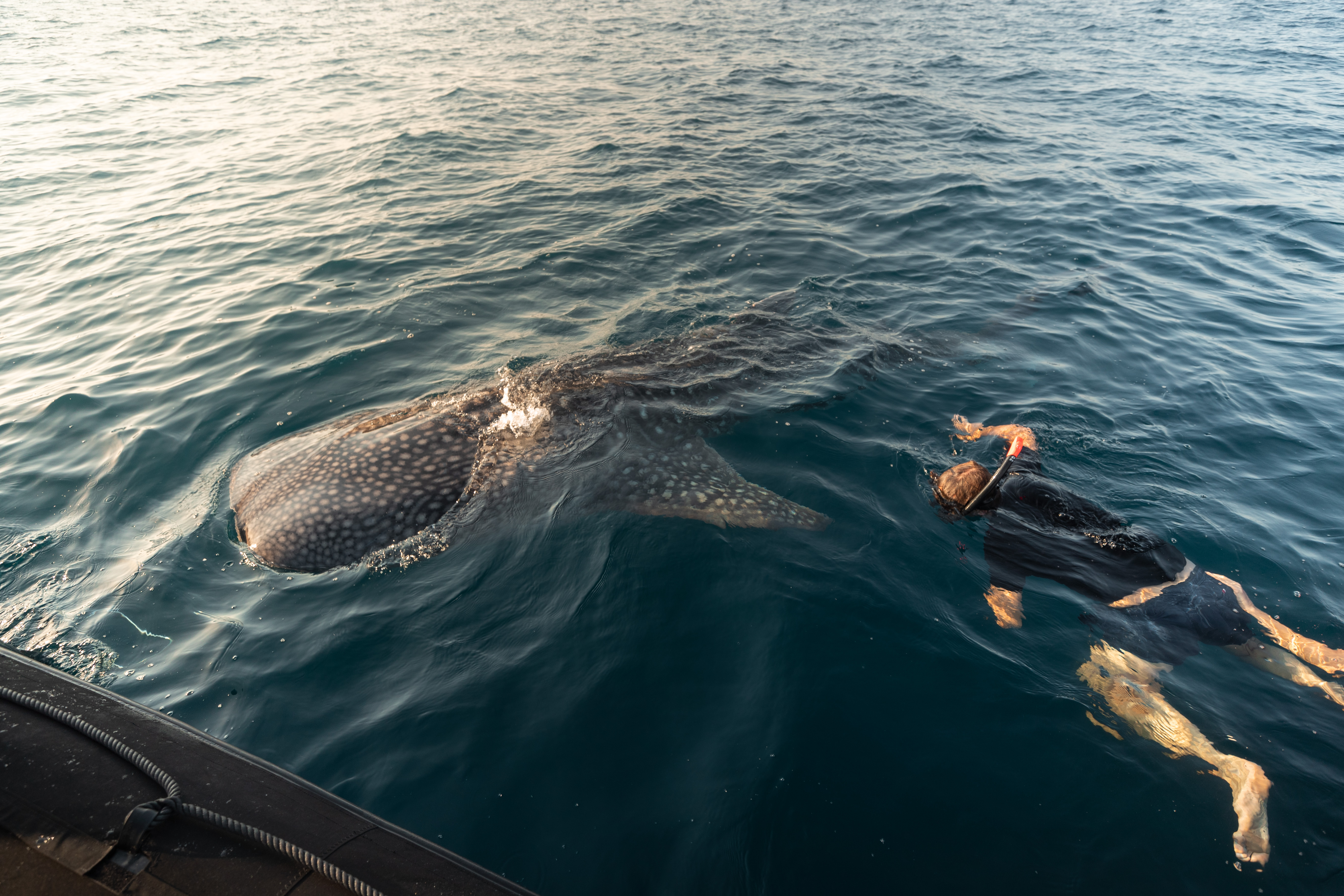 aqua blu swimming with whale sharks