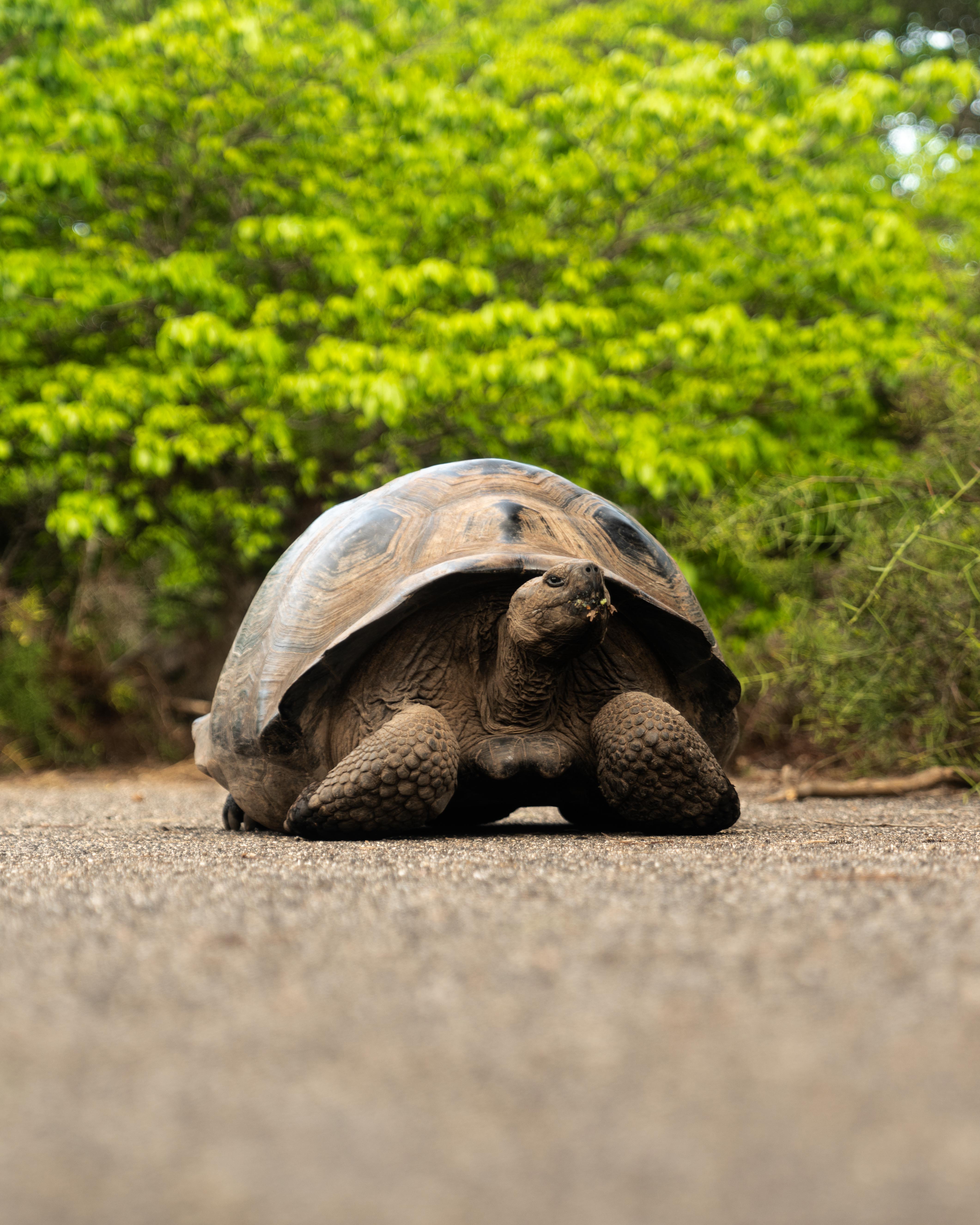 Aqua Mare_Tortoise_Fausto Llerena