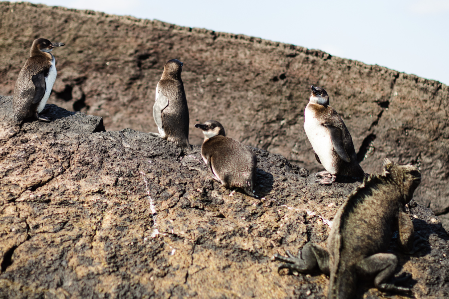 galapagos penguins