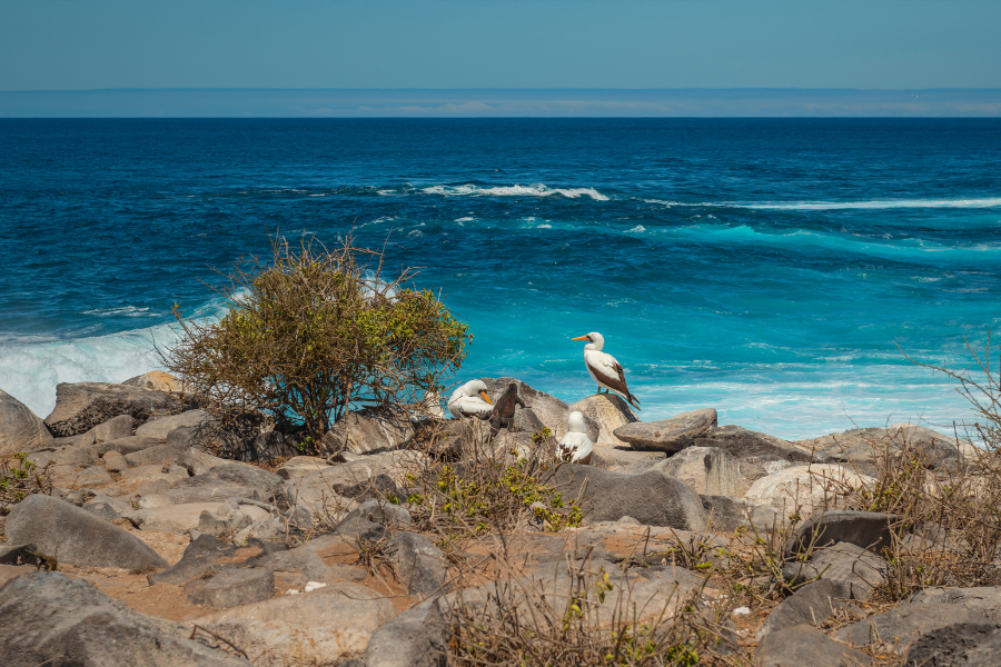 galapagos island with bird on shore