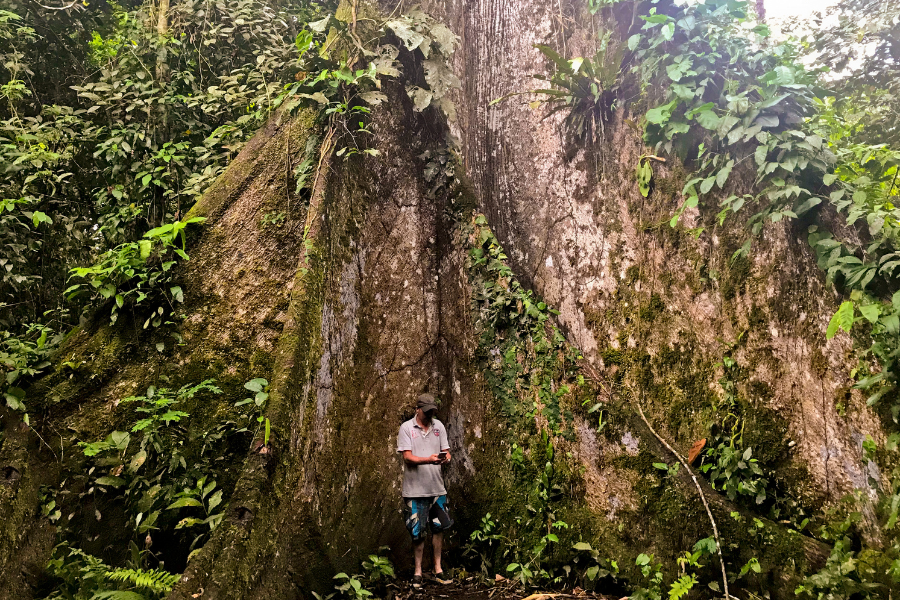 kapok tree