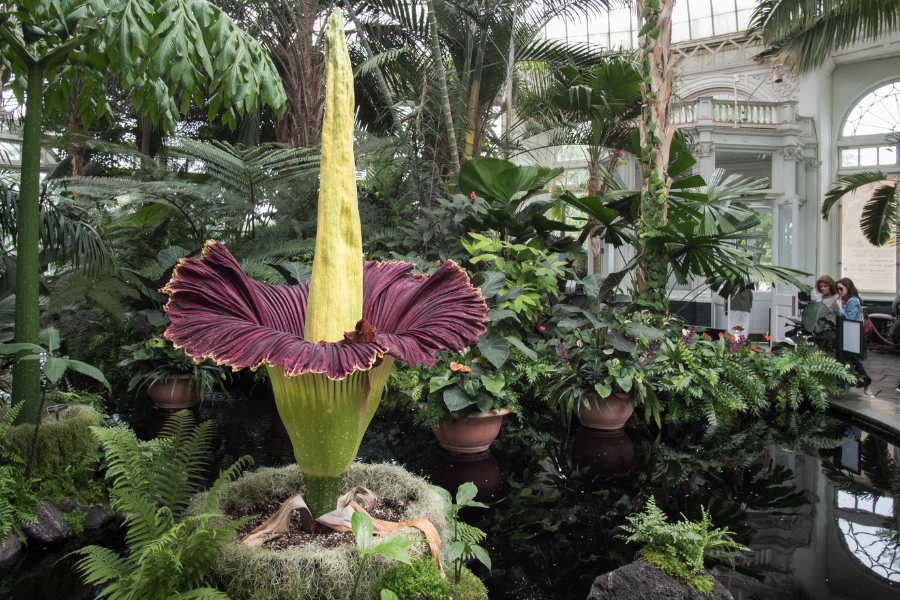 corpse flower