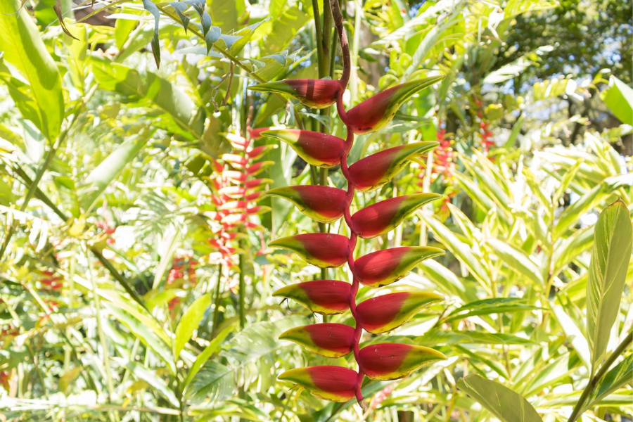 heliconia