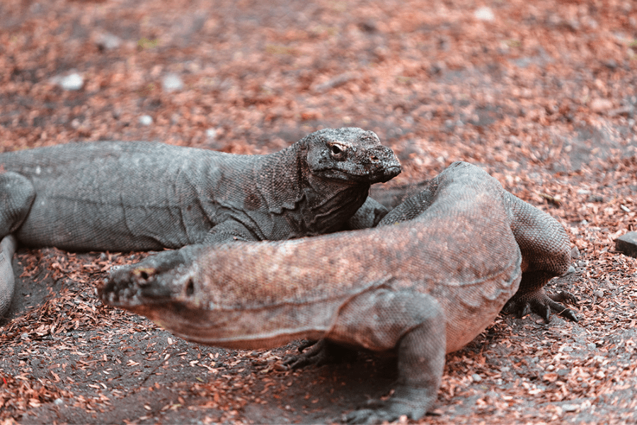 komodo dragons