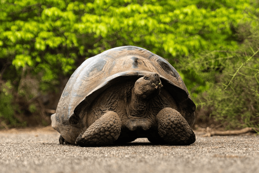 galapagos tortoise