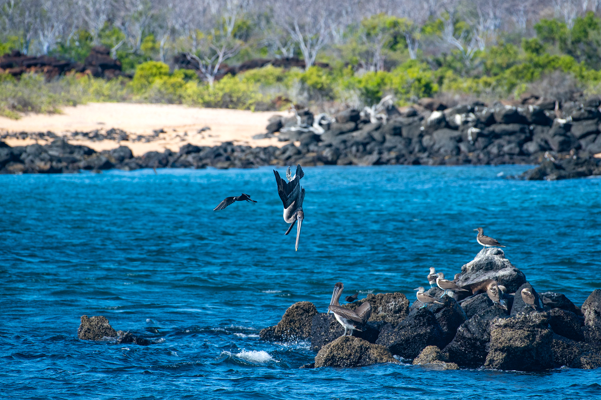 Galapagos