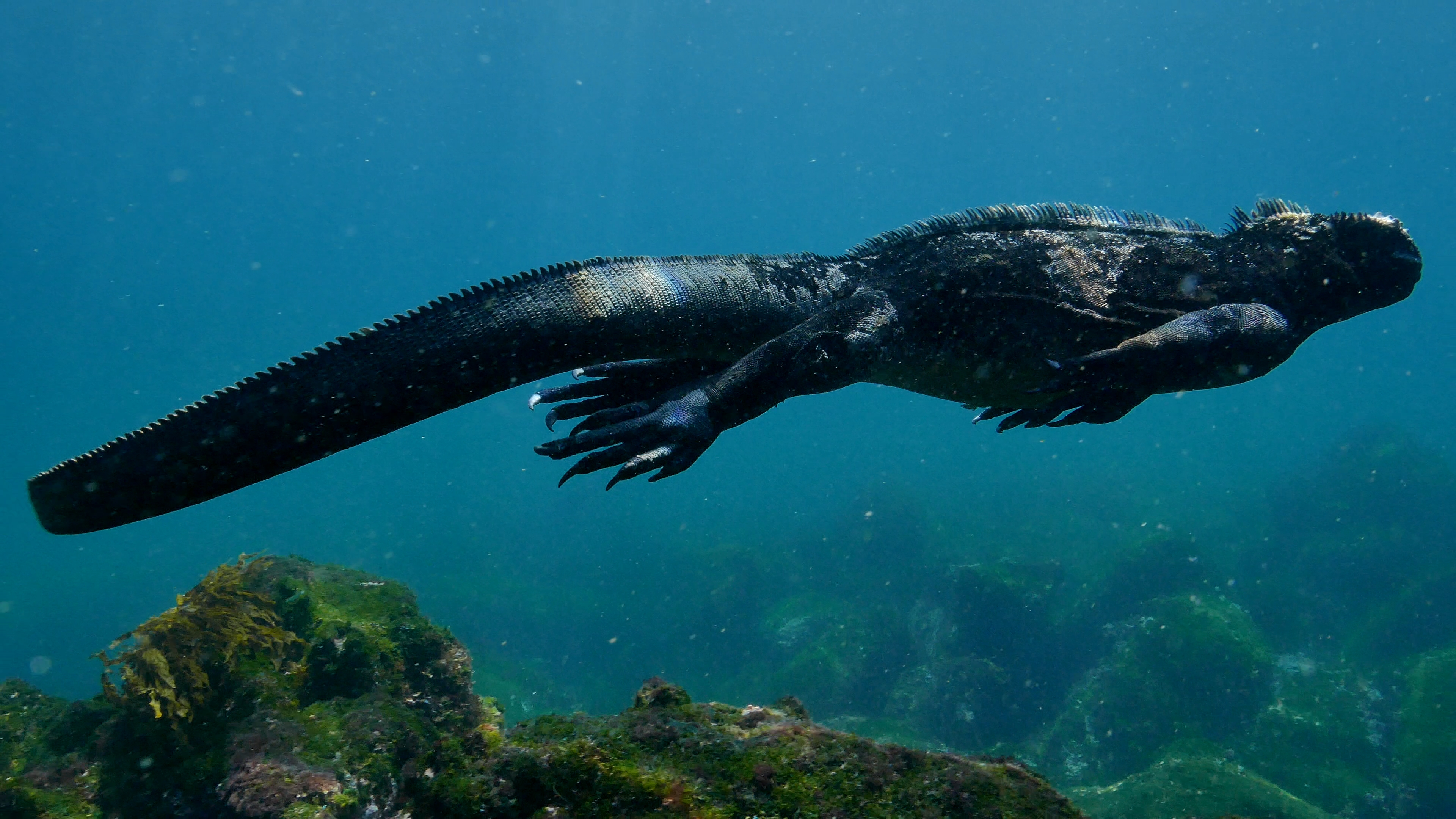 aqua mare marine iguana underwater
