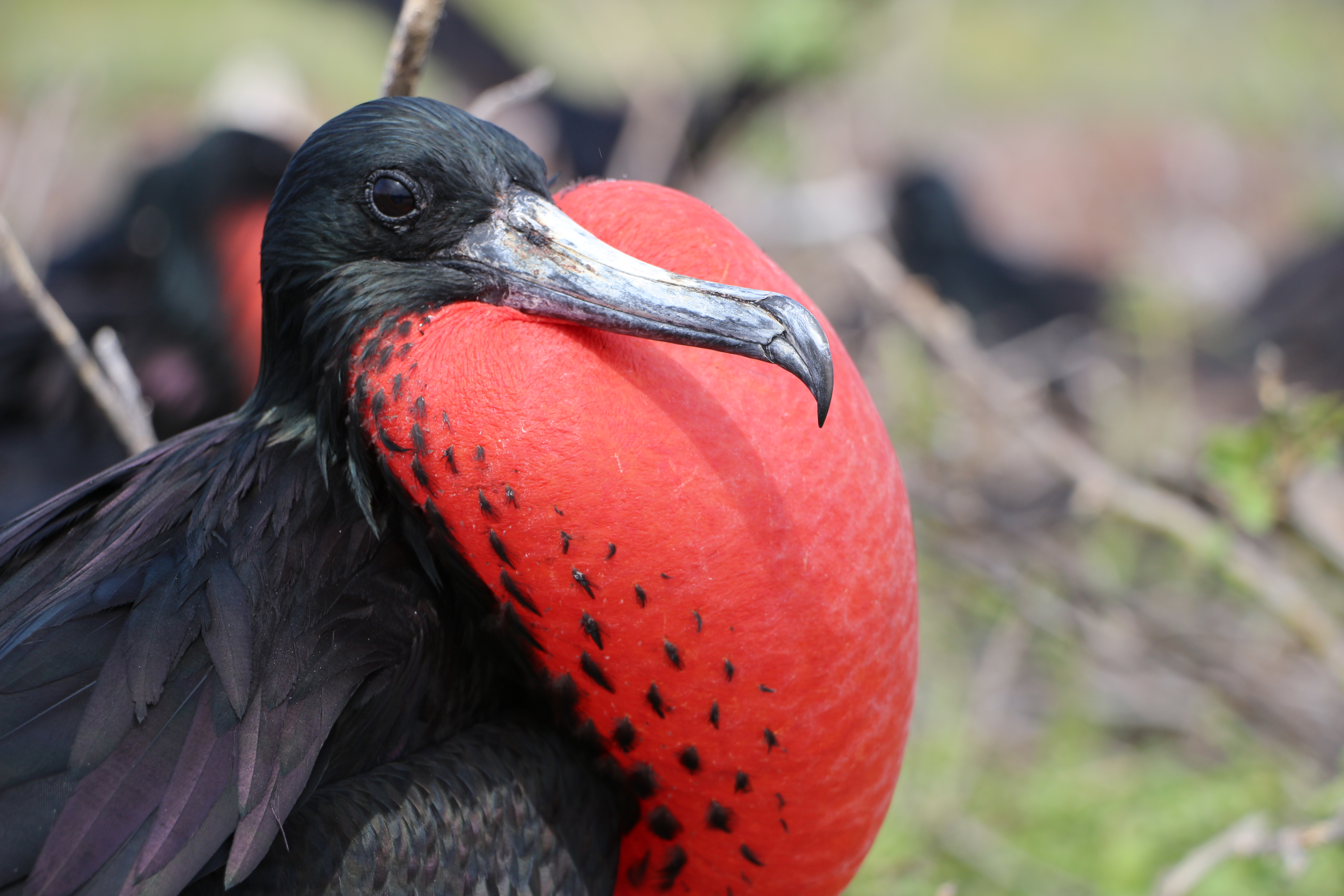 frigate-bird-close-up