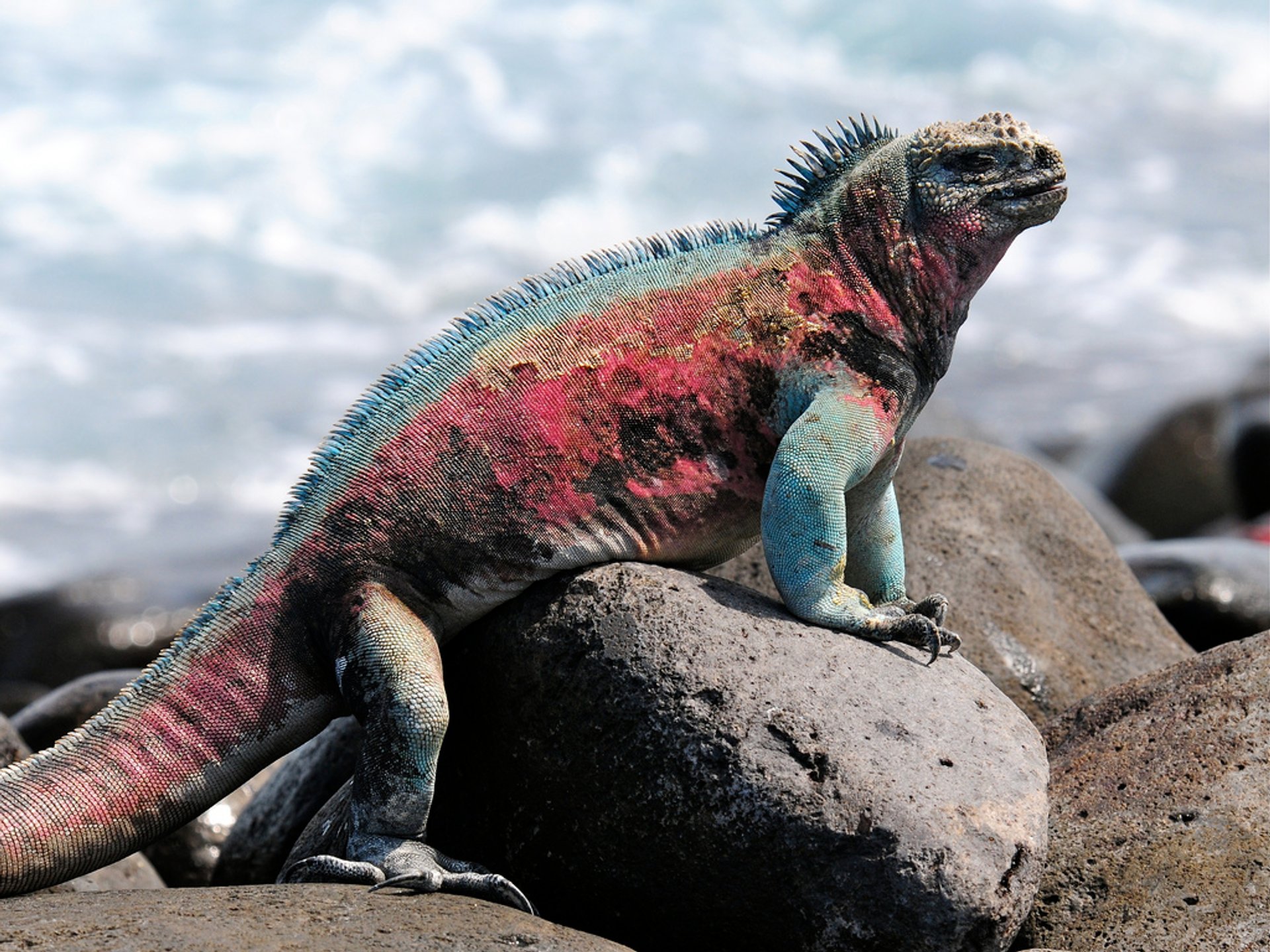 aqua mare marine iguana
