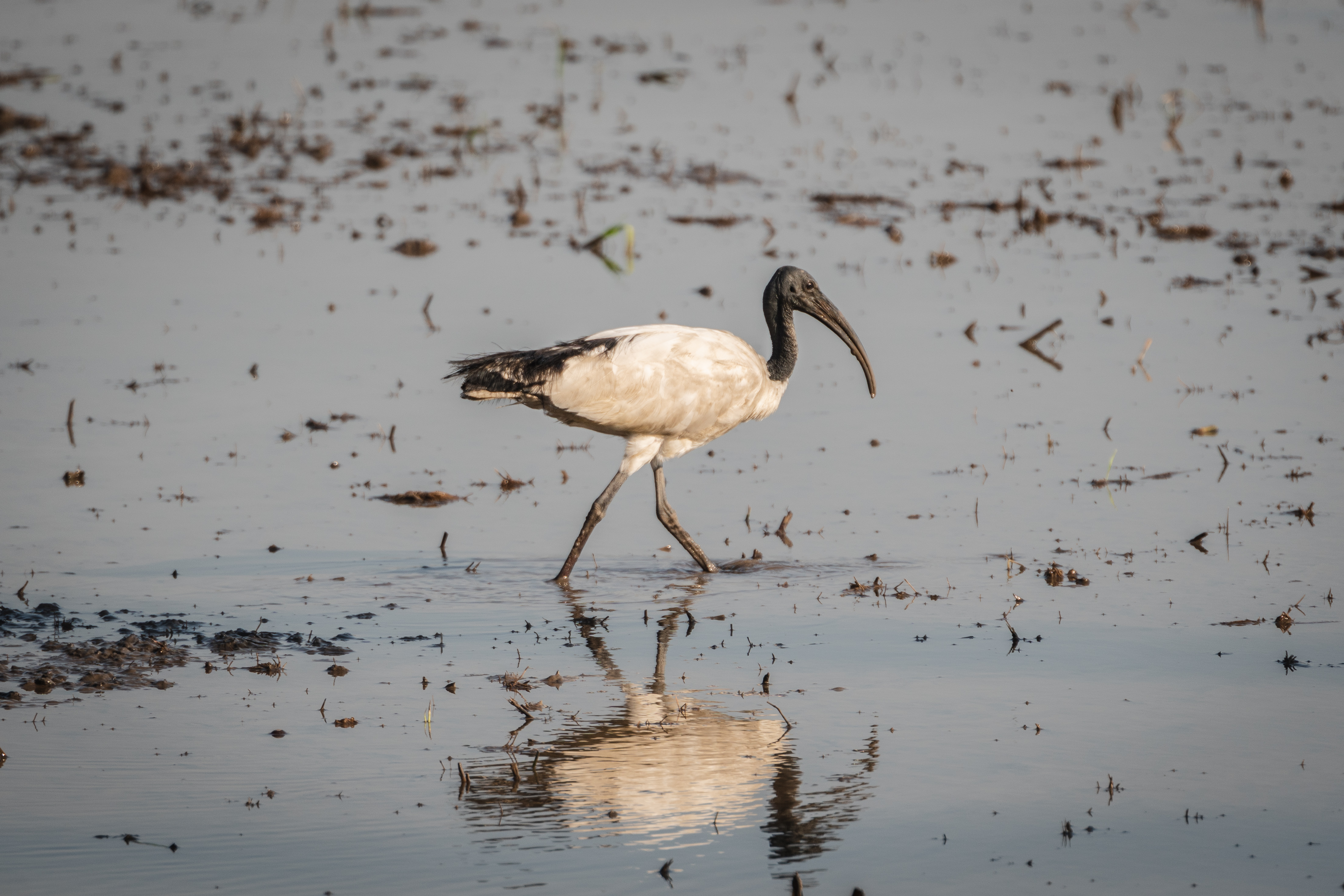 tonle sap bird