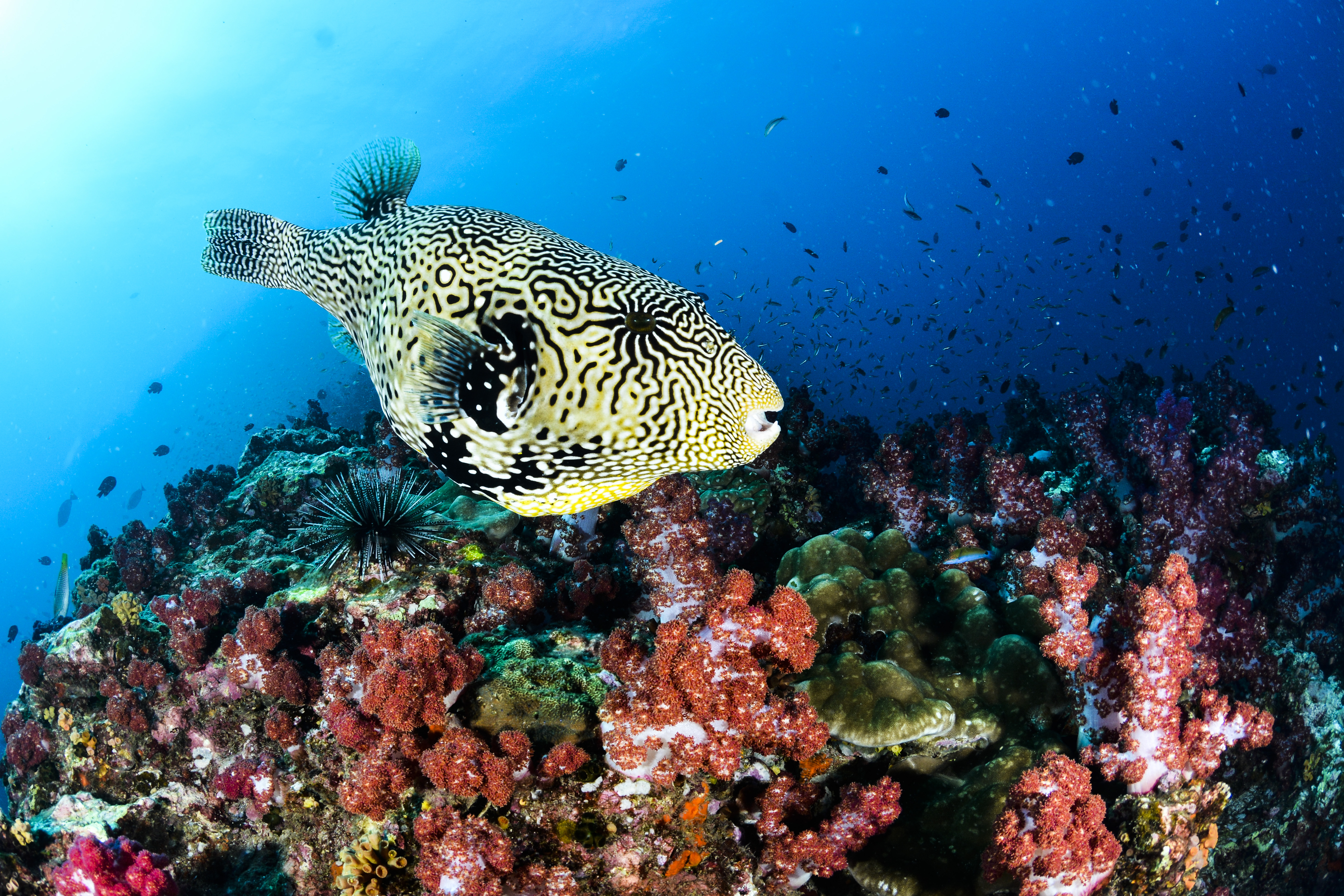puffer-fish-over-reef
