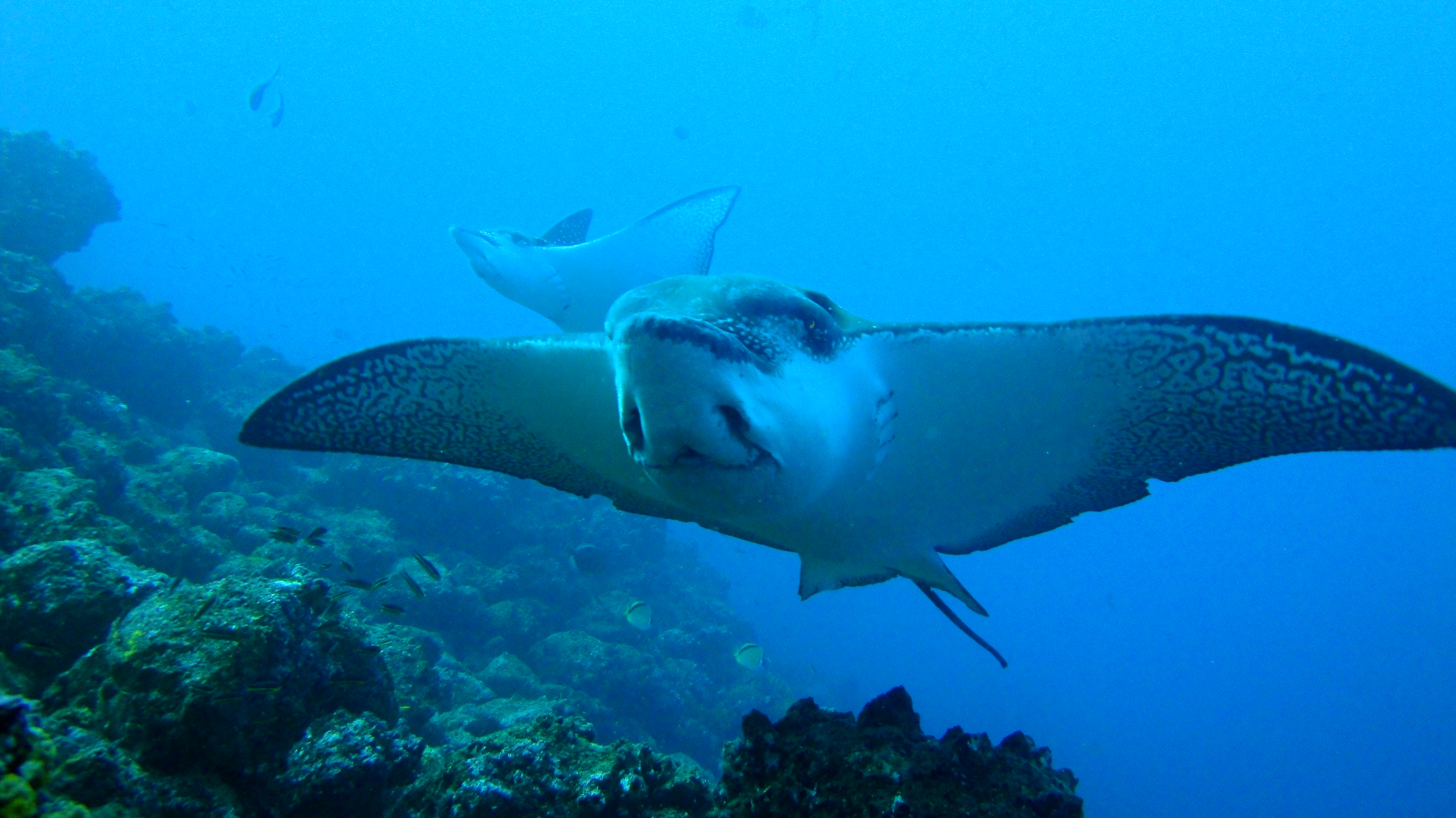 reef-ray-underwater