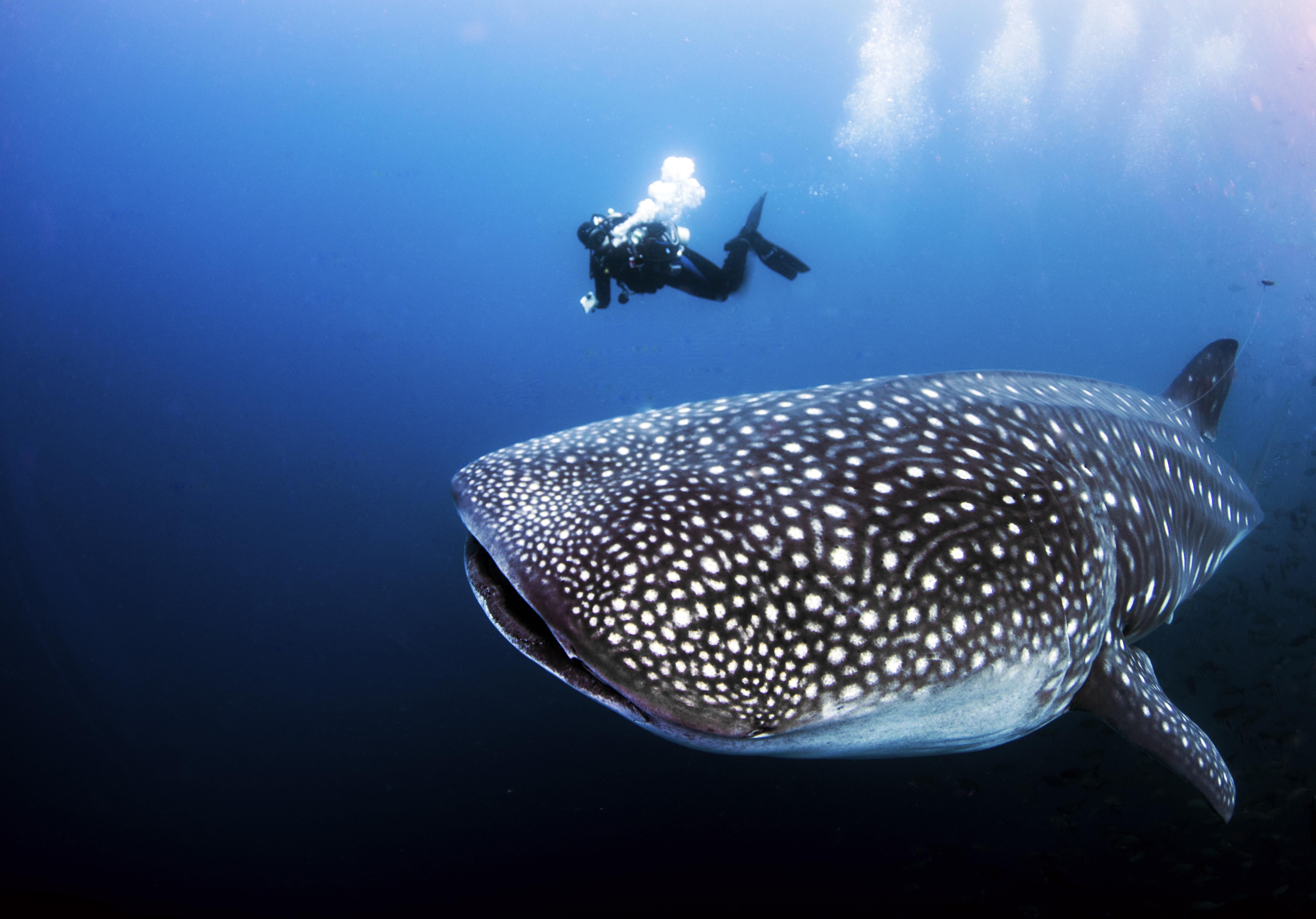 aqua mare whale shark
