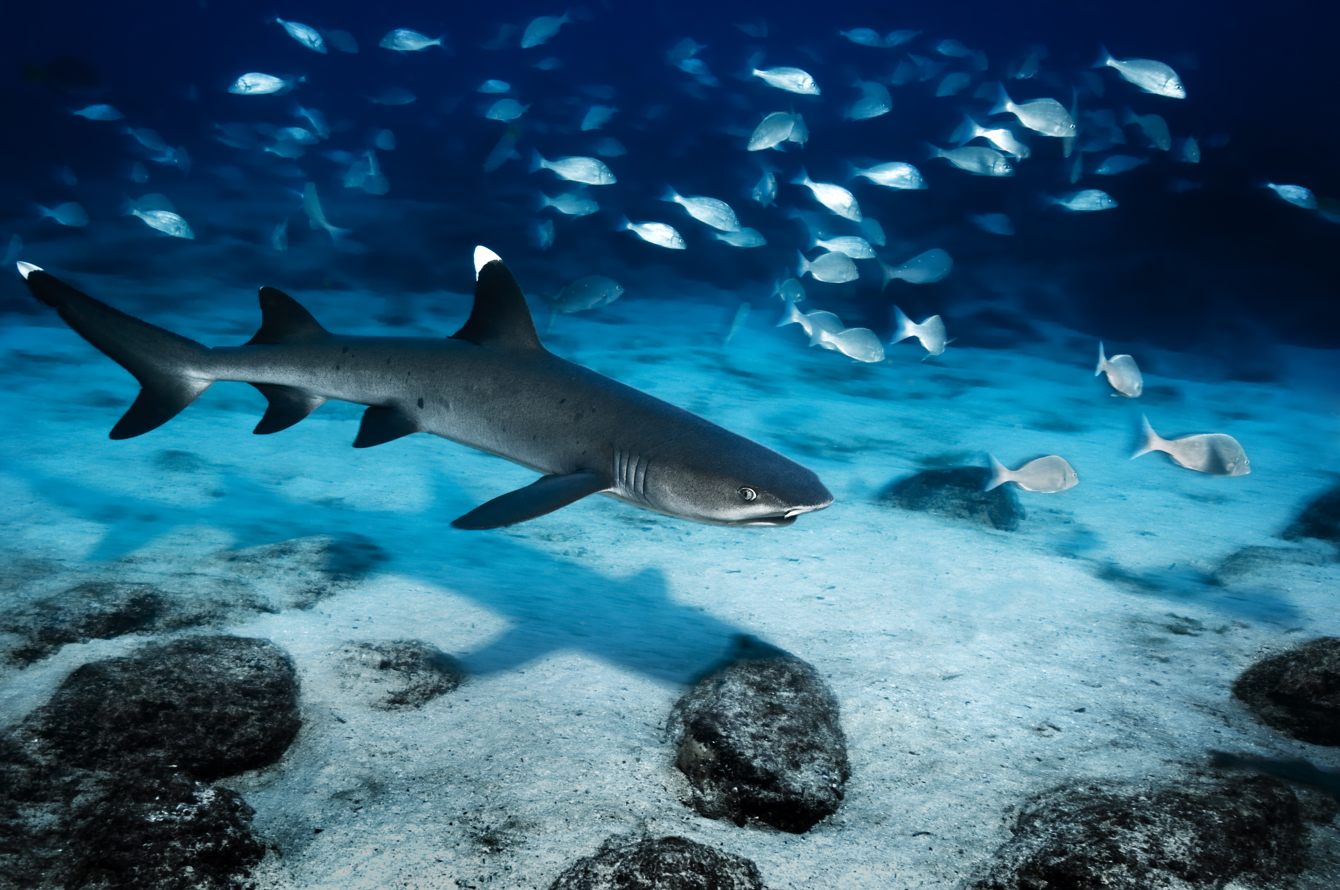 whitetip-reef-shark-mosquera-island.jpg