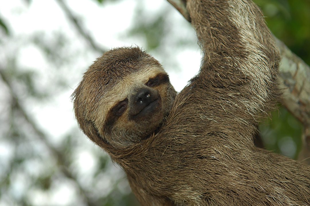 Amazon - Three Toed Sloth - 02.jpg