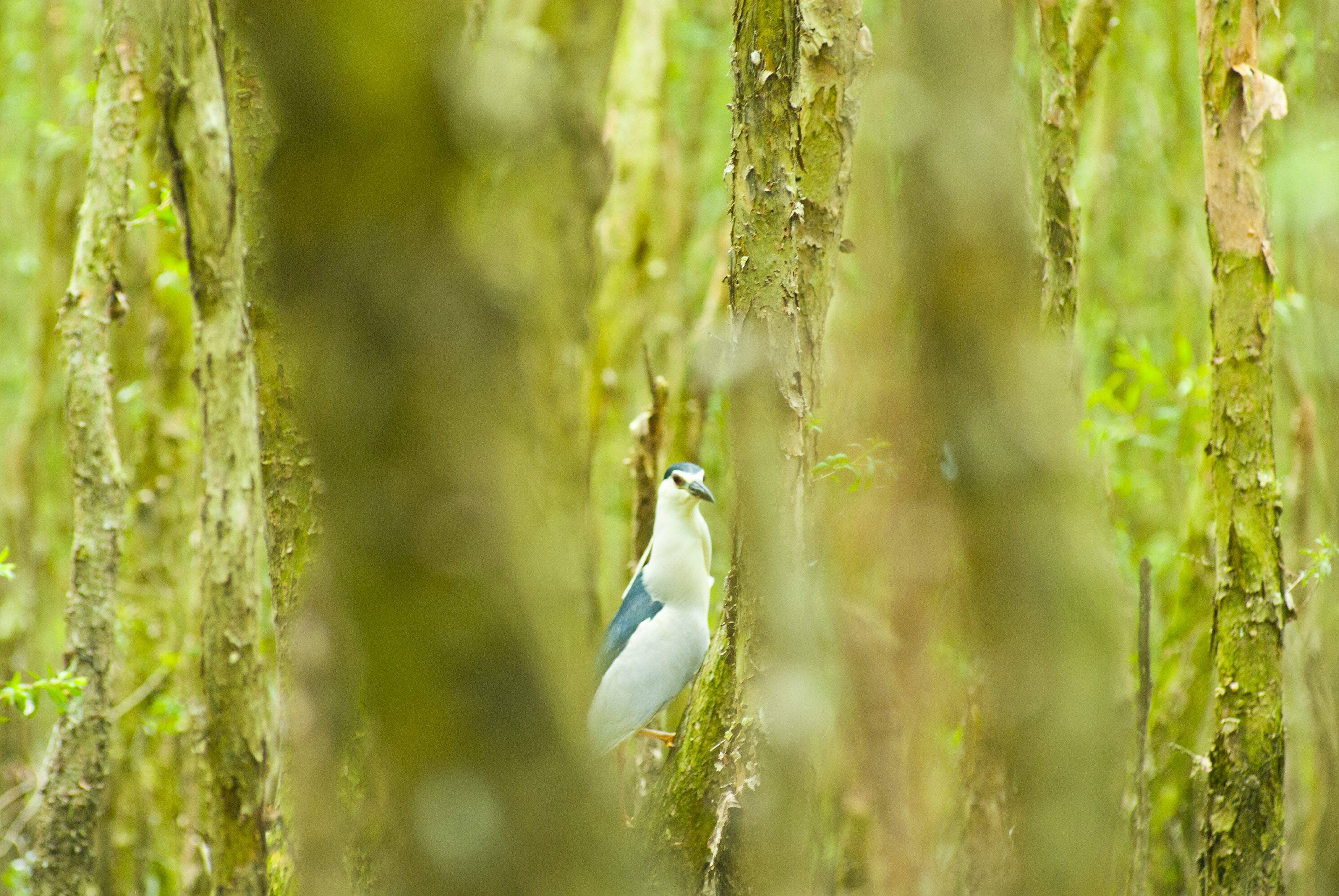 Black-Crowned-Night-Heron.jpg