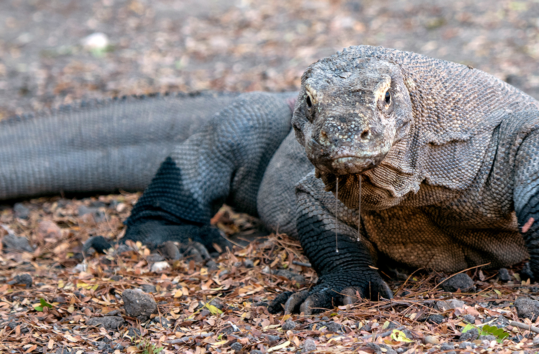 Komodo & Bali - Wildlife - Komodo Dragon - 09.jpg