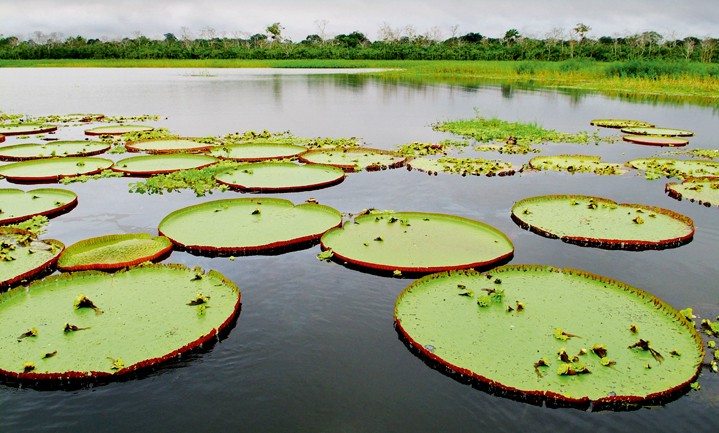 lilypads