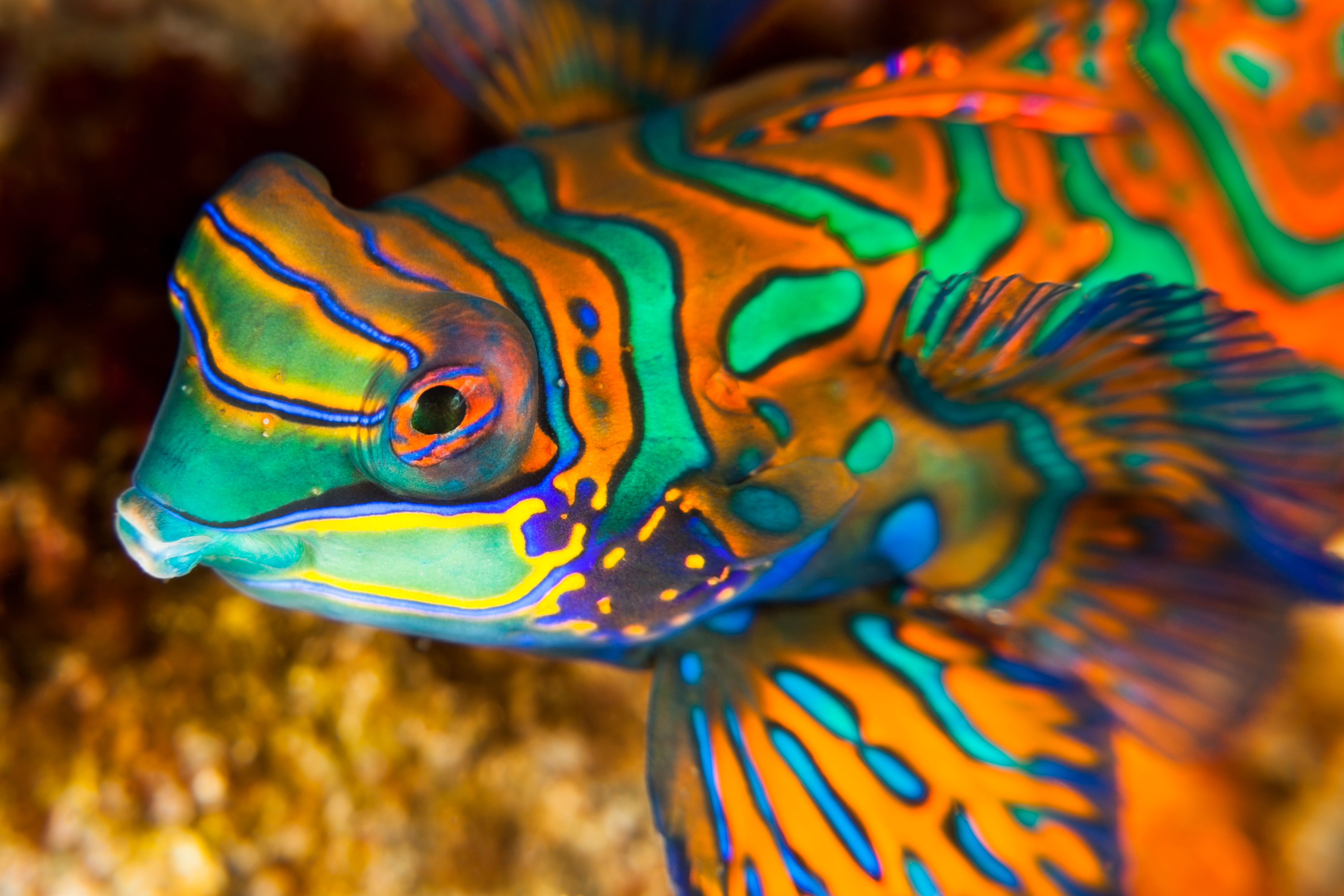 colourful fish