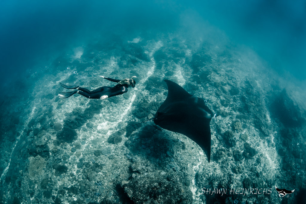 sarah lewis manta ray