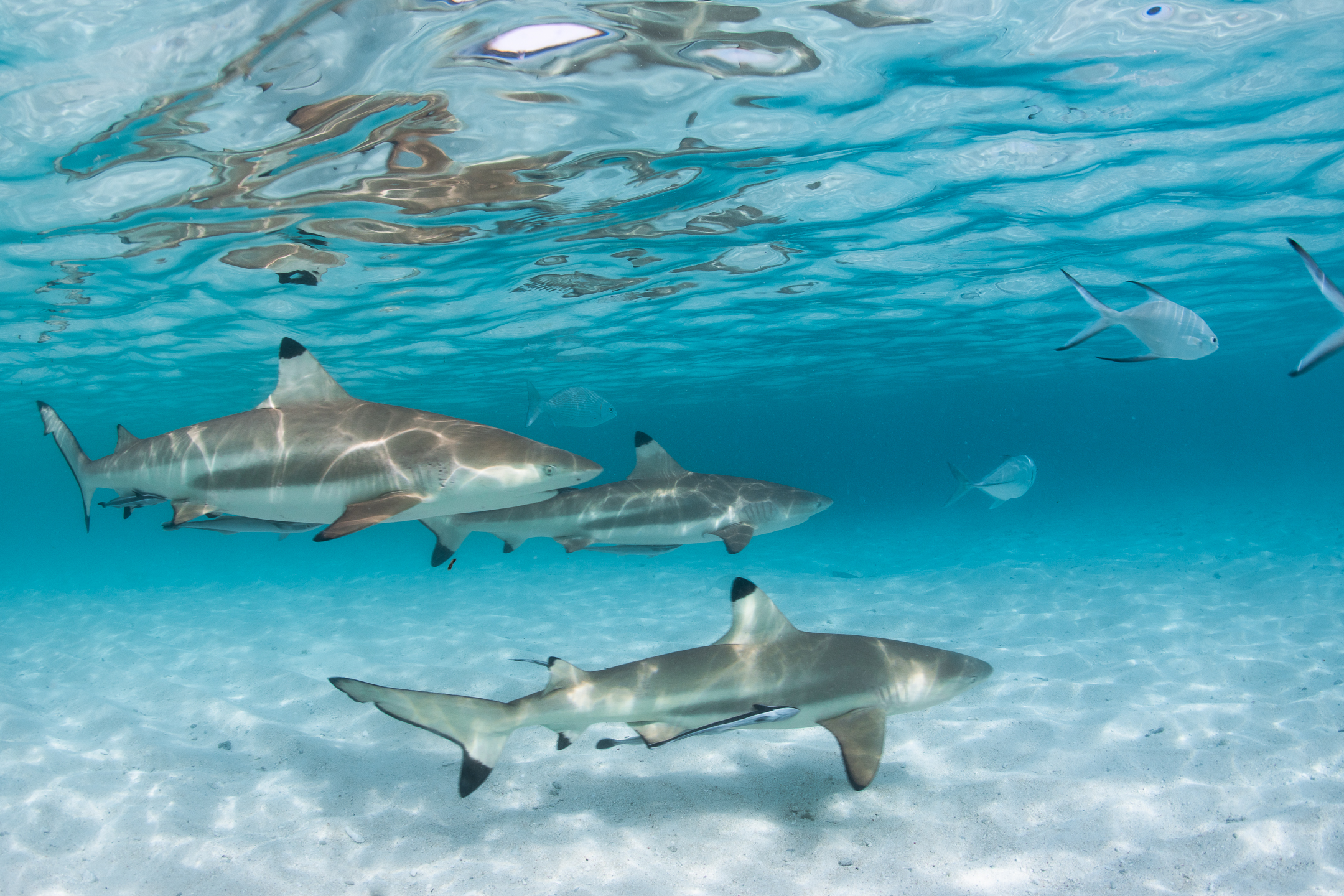 indonesia sharks