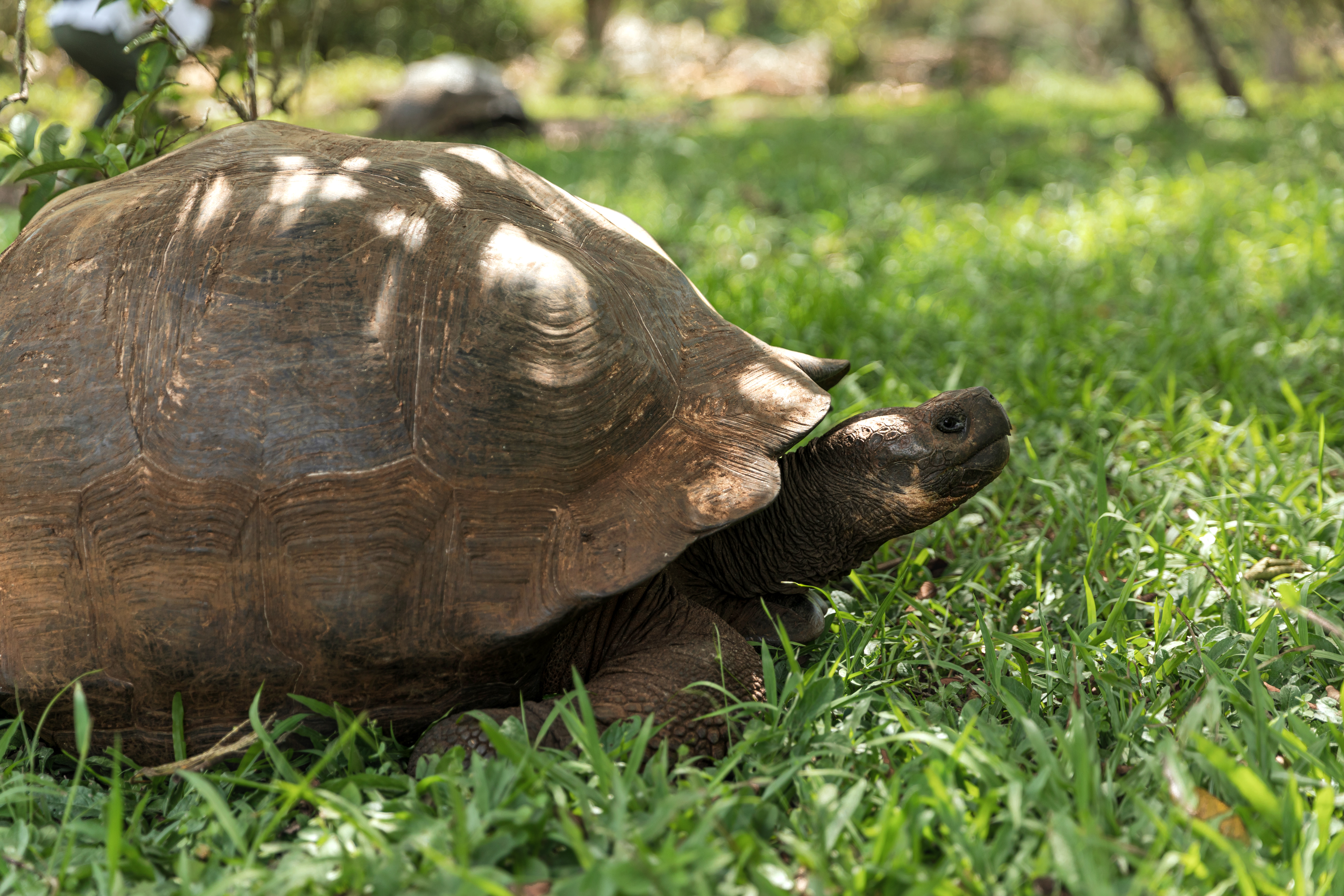 Aqua Mare - Tortoises - 05_PC