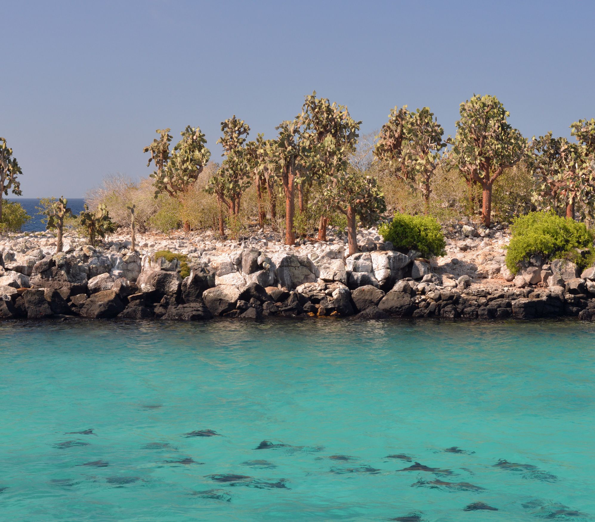 school-of-stingray-santa-fe-island_PC