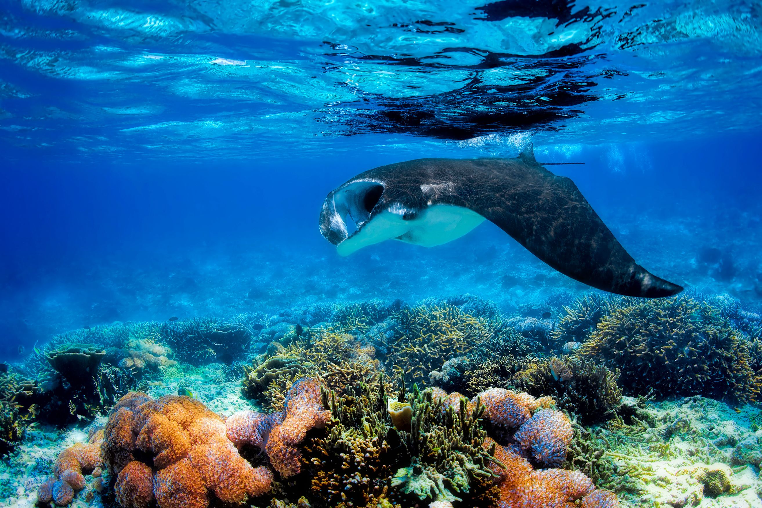 manta-ray-raja-ampat_Body Image w caption (Bleed) Template_PC