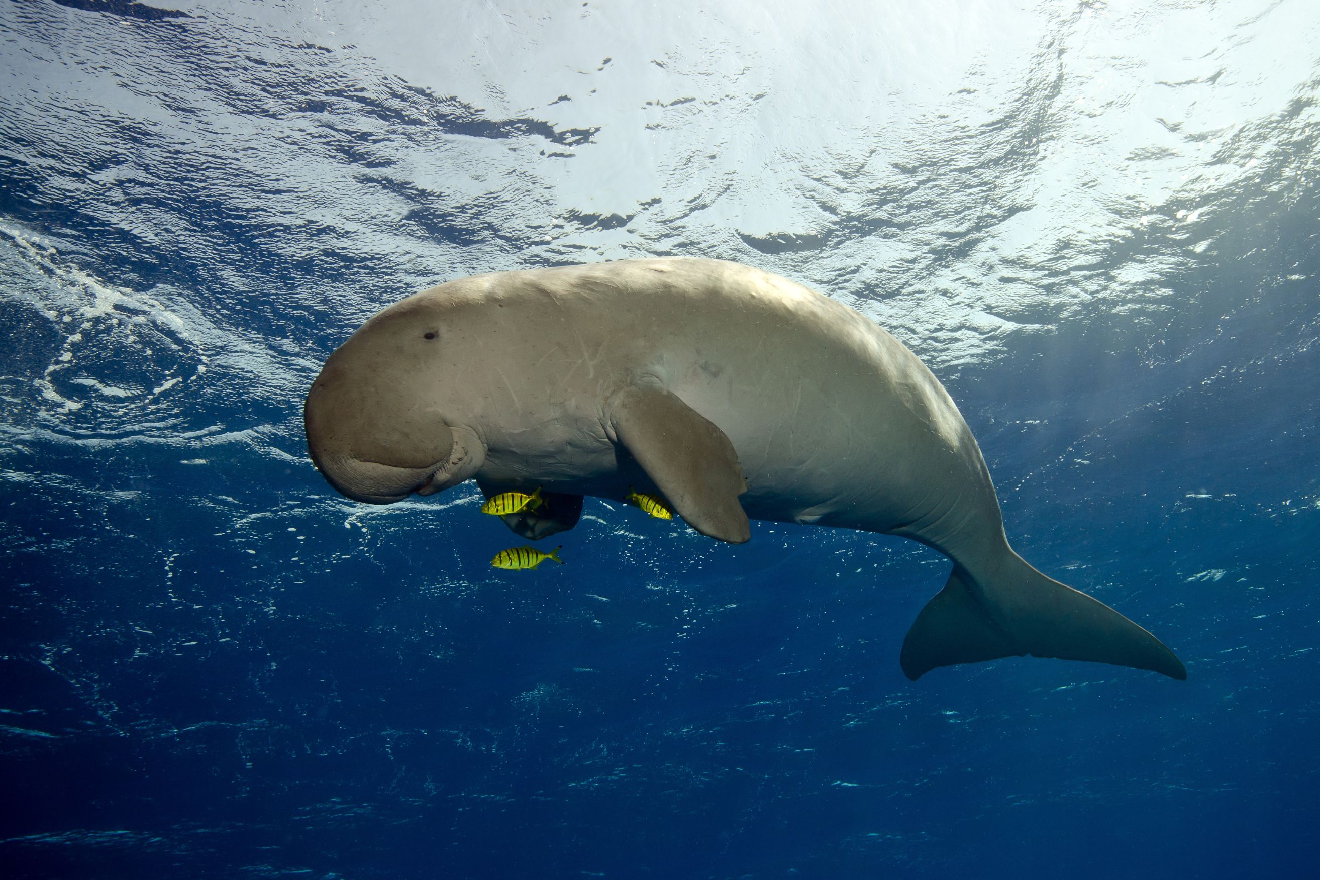dugong_Body Image w caption (Bleed) Template_PC