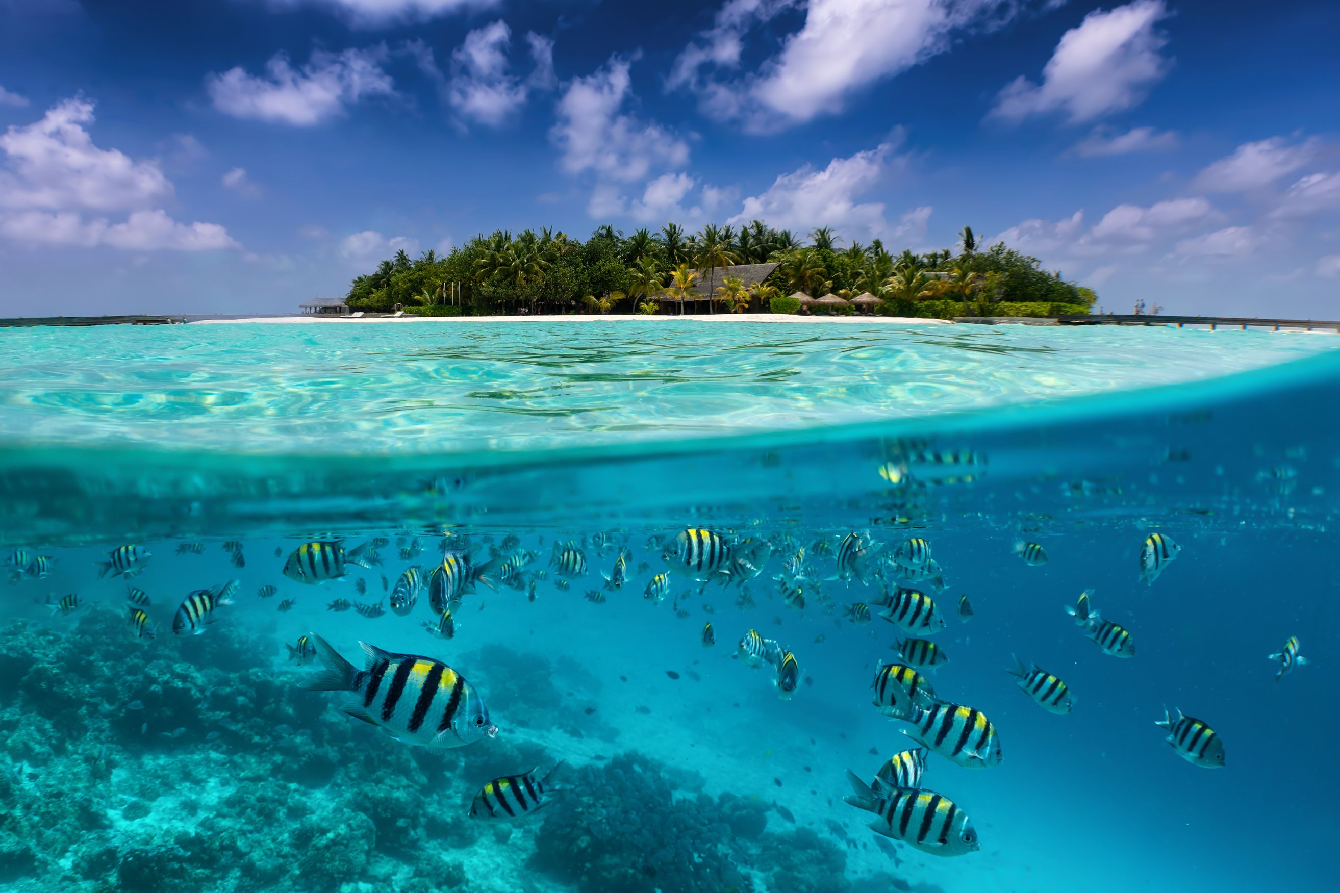 seychellesfish_Body Image w caption (Bleed) Template_PC.jpg