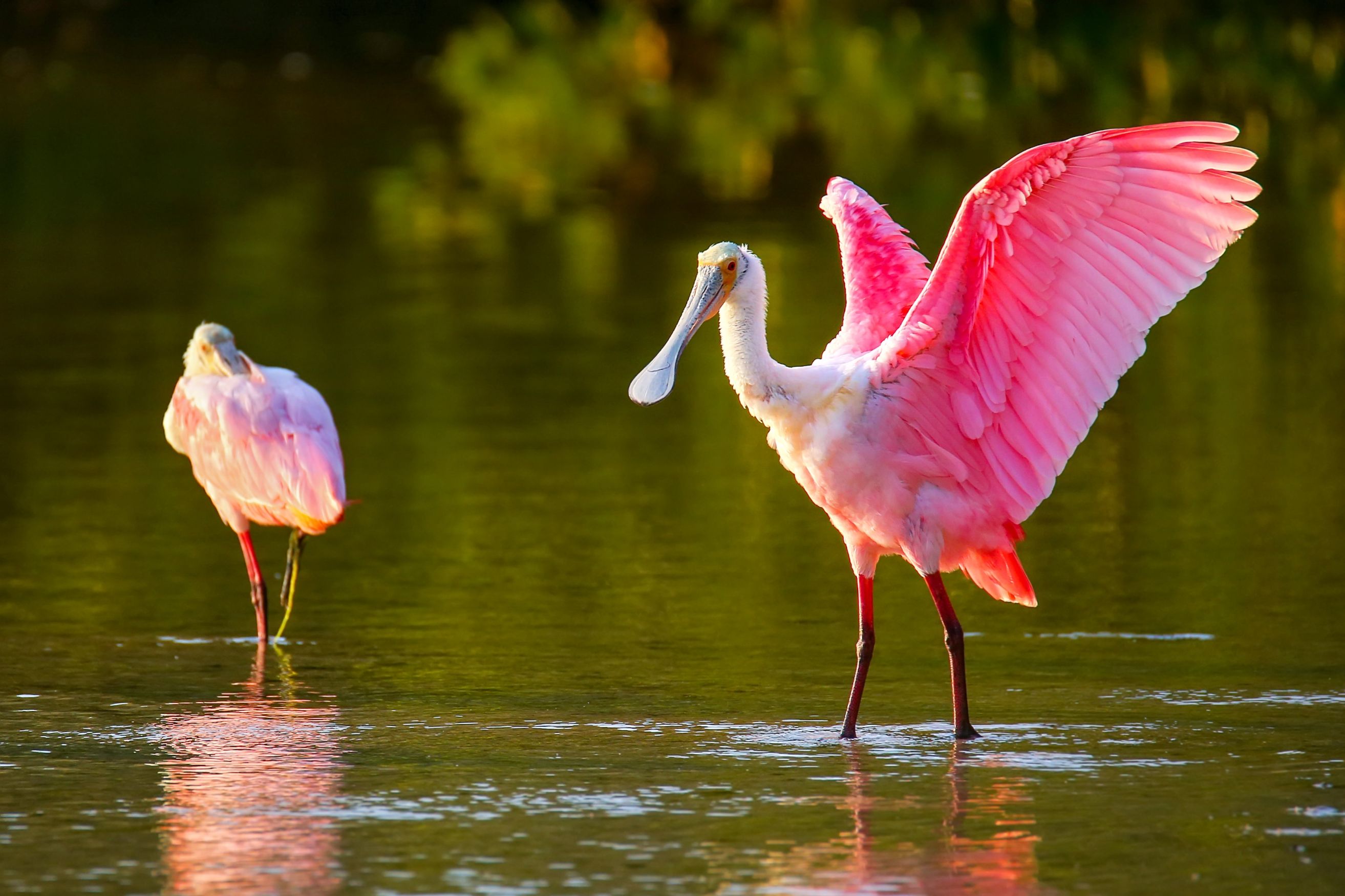 roseatespoonbill_Body Image w caption (Bleed) Template_PC