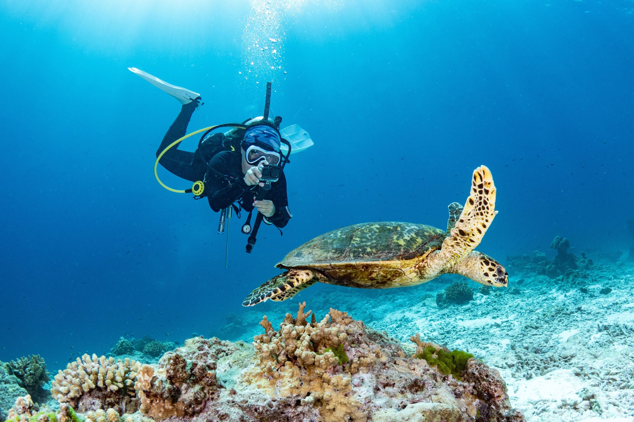 seychellesdivingturtle_Body Image w caption (Bleed) Template_PC (1).jpg