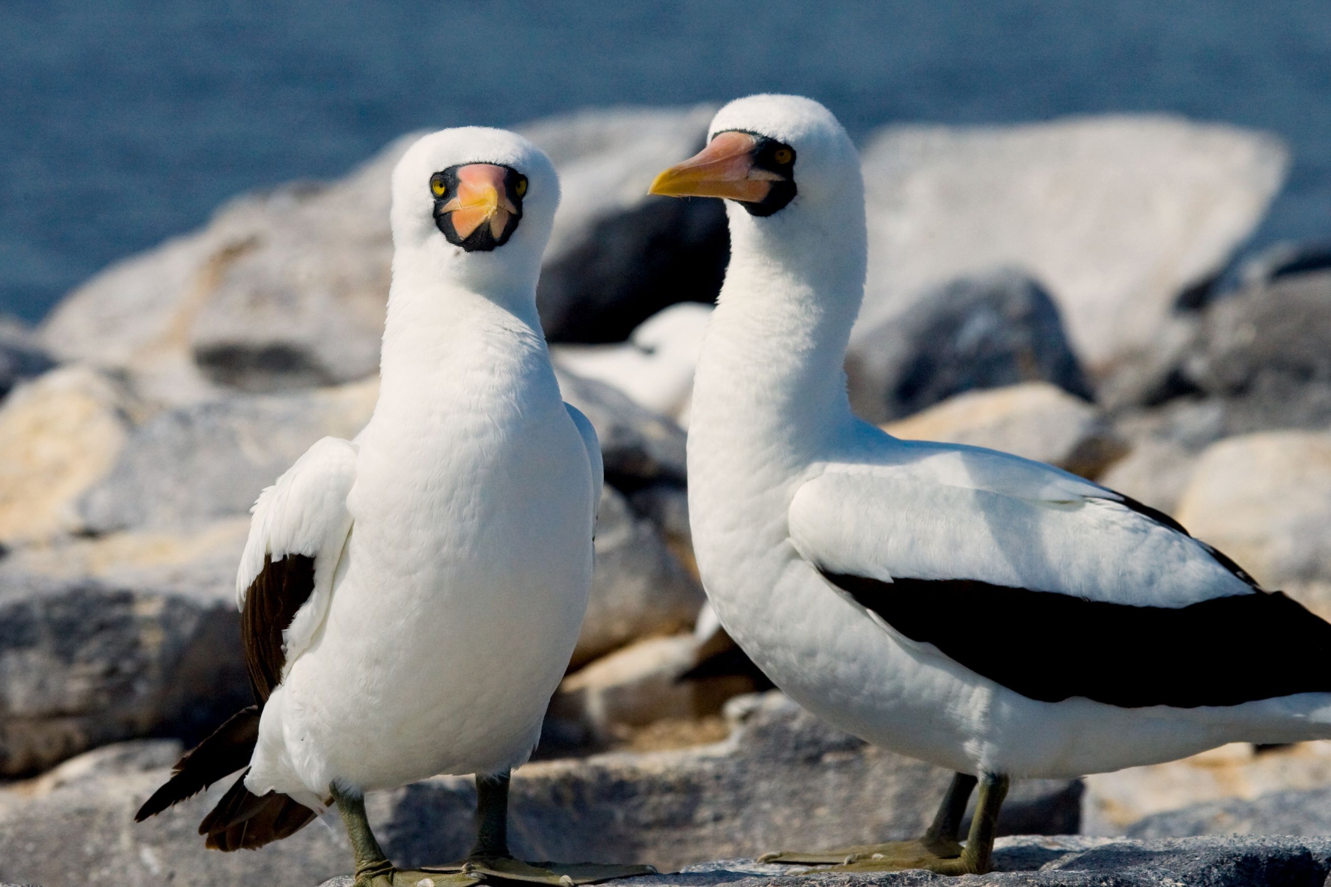 seychellesseabirds_Body Image w caption (Bleed) Template_PC (2).jpg