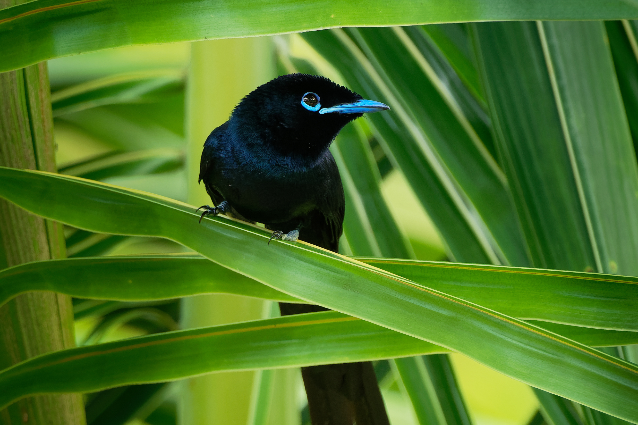 Seychelles Paradise Flycatcher.