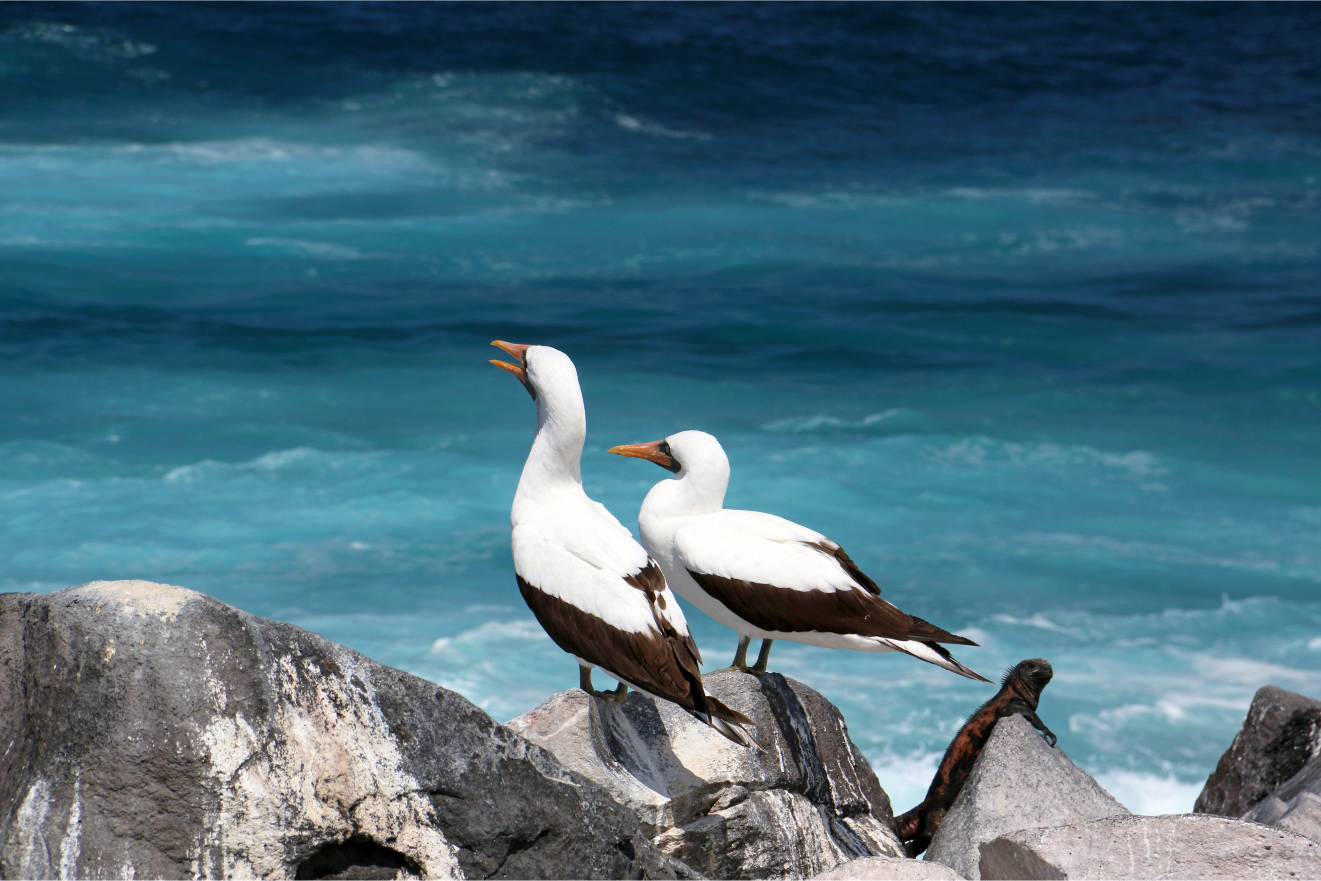 Masked boobies (Sula dactylatra) standing on coastal rocks.