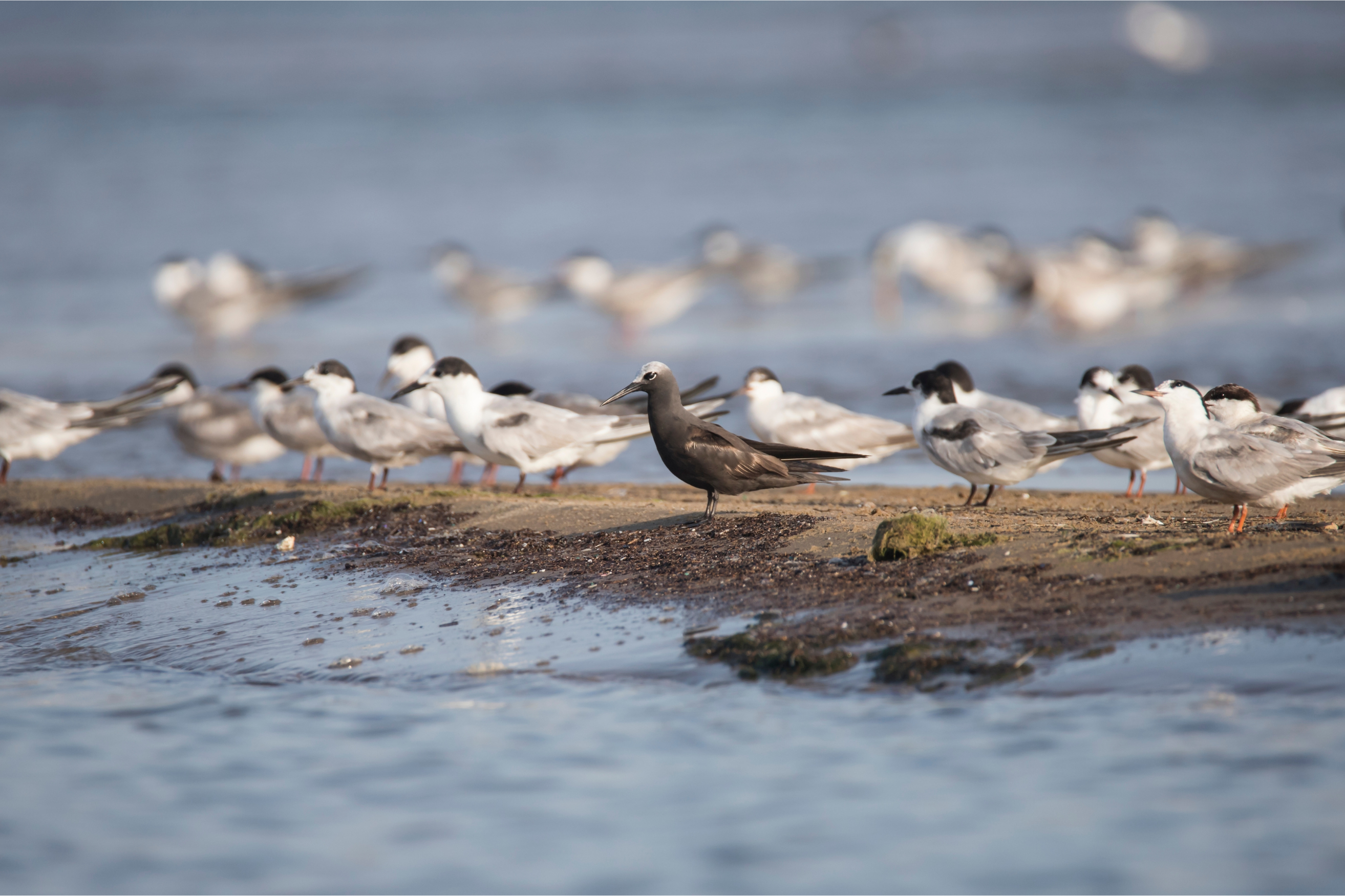 Sooty terns (Onychoprion fuscatus) among a mixed flock of coastal seabirds.
