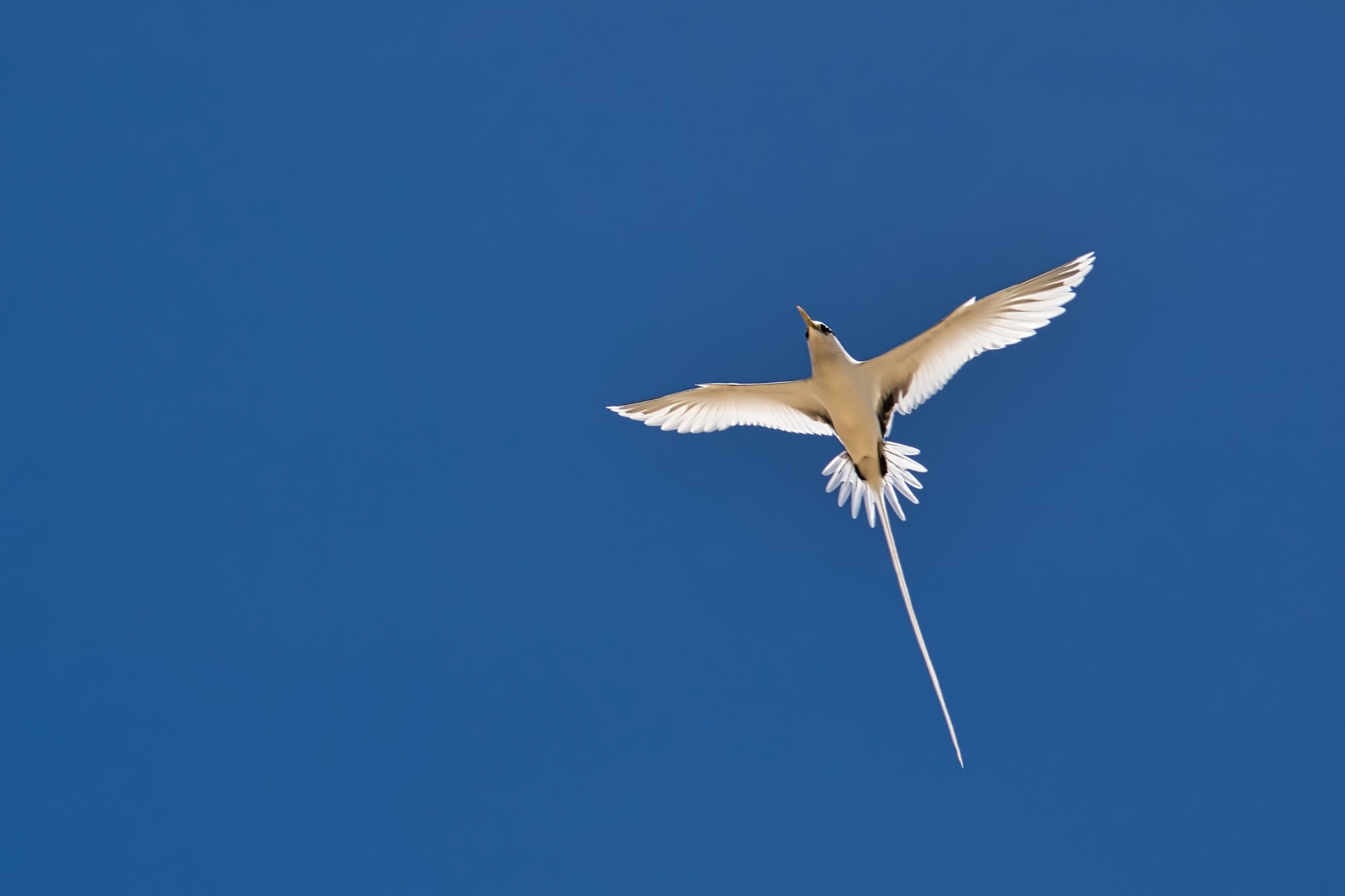 White-tailed tropicbird (Phaethon lepturus).
