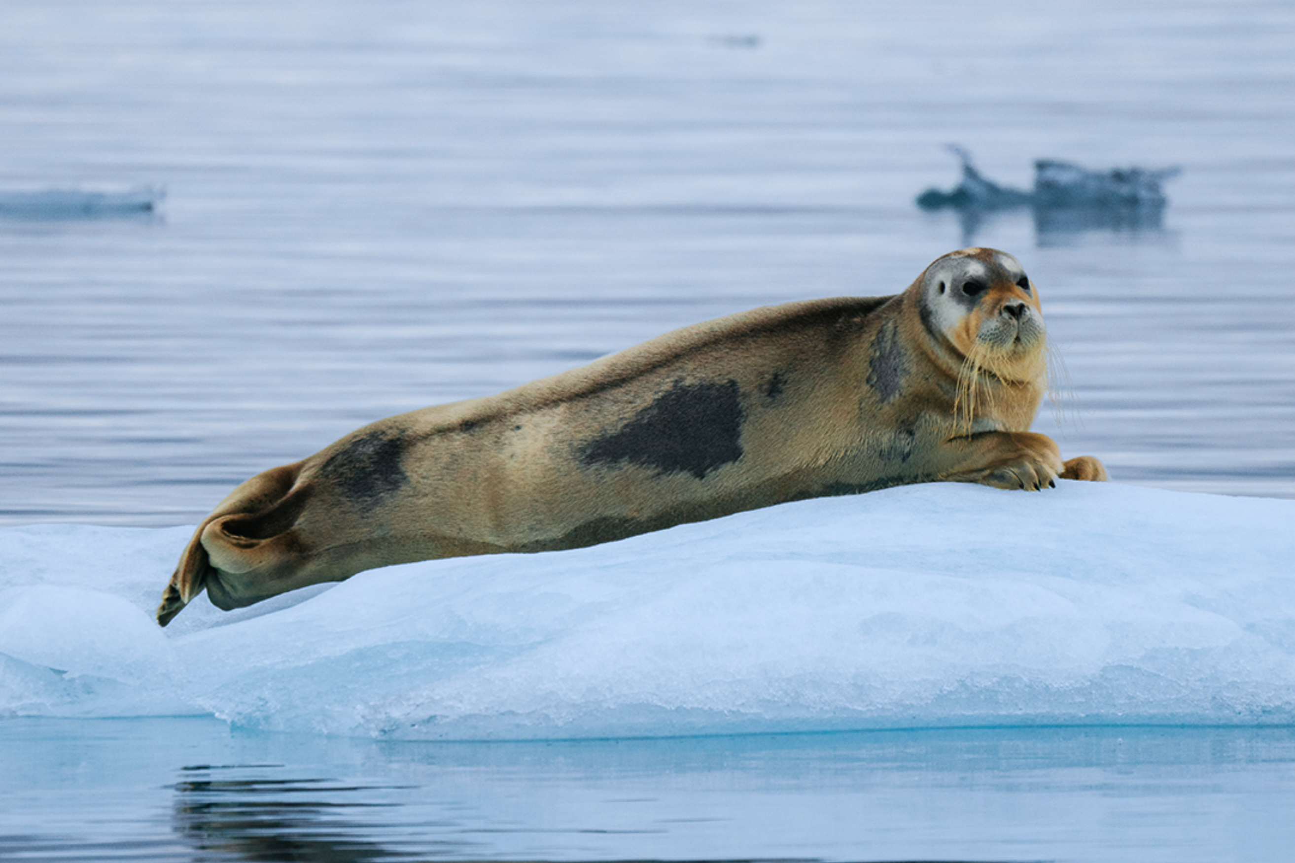 Seals