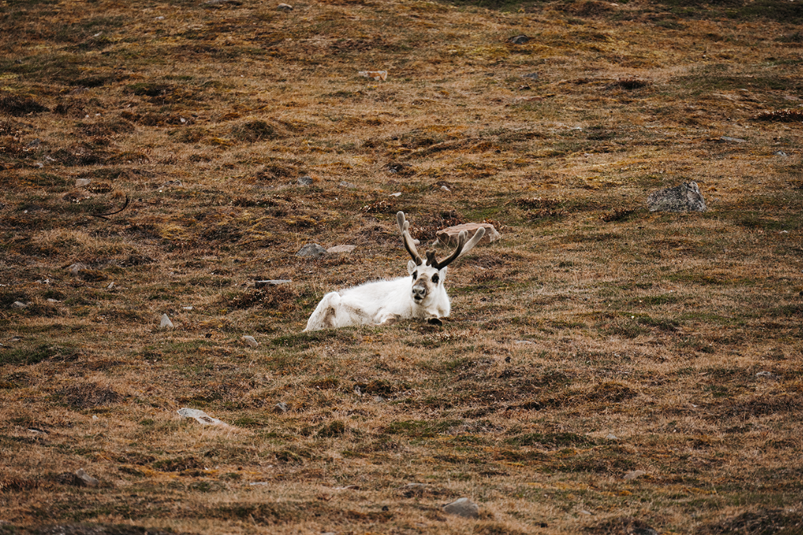 Reindeers