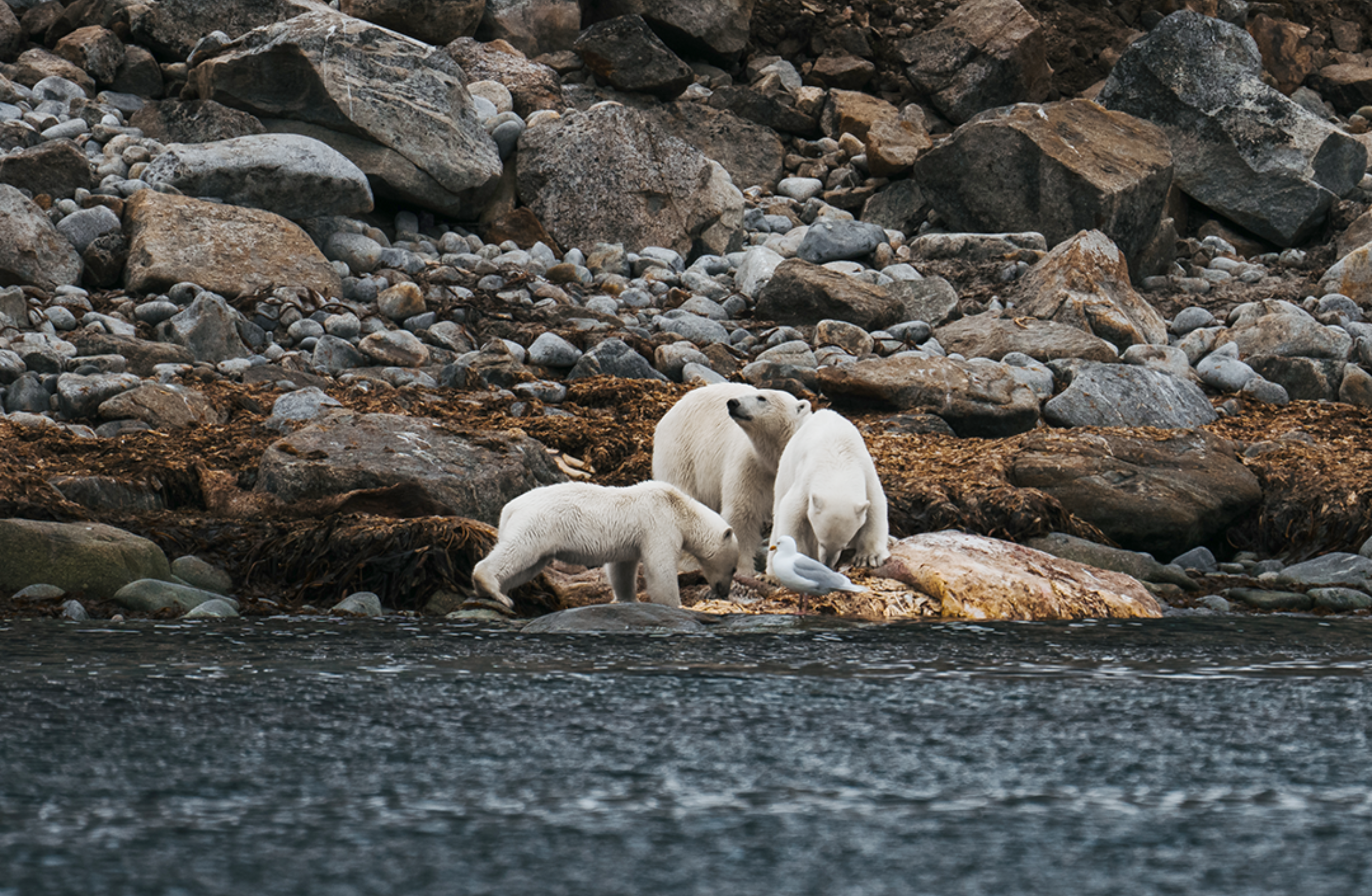 Polar Bears 