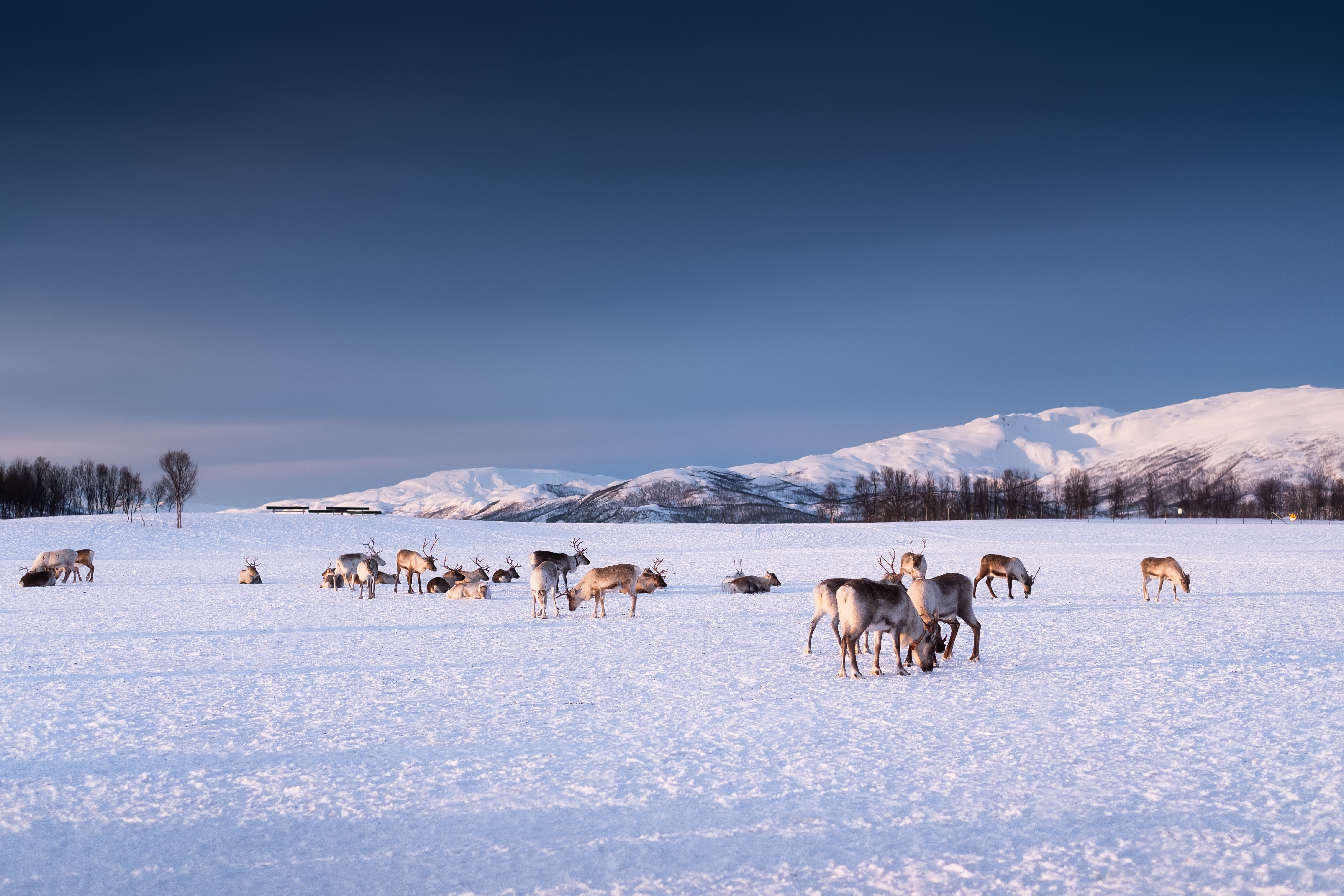 Arctic